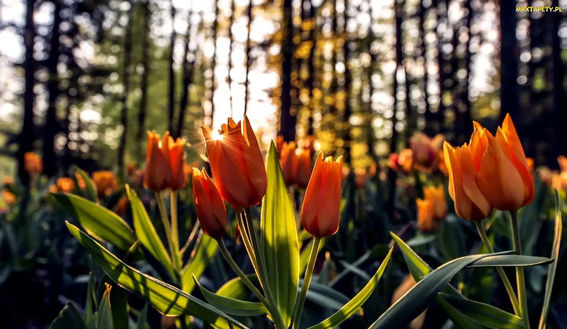 Las, Promienie Słońca, Pomarańczowe, Tulipany