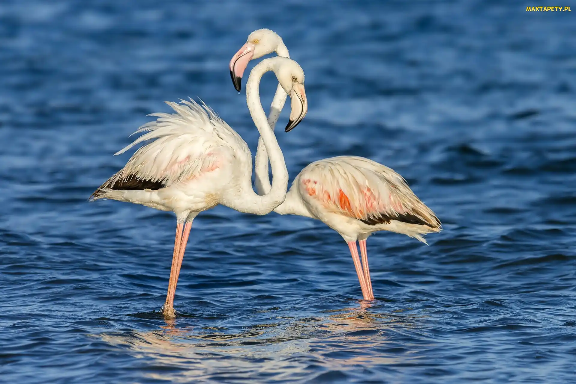 Flamingi, Woda