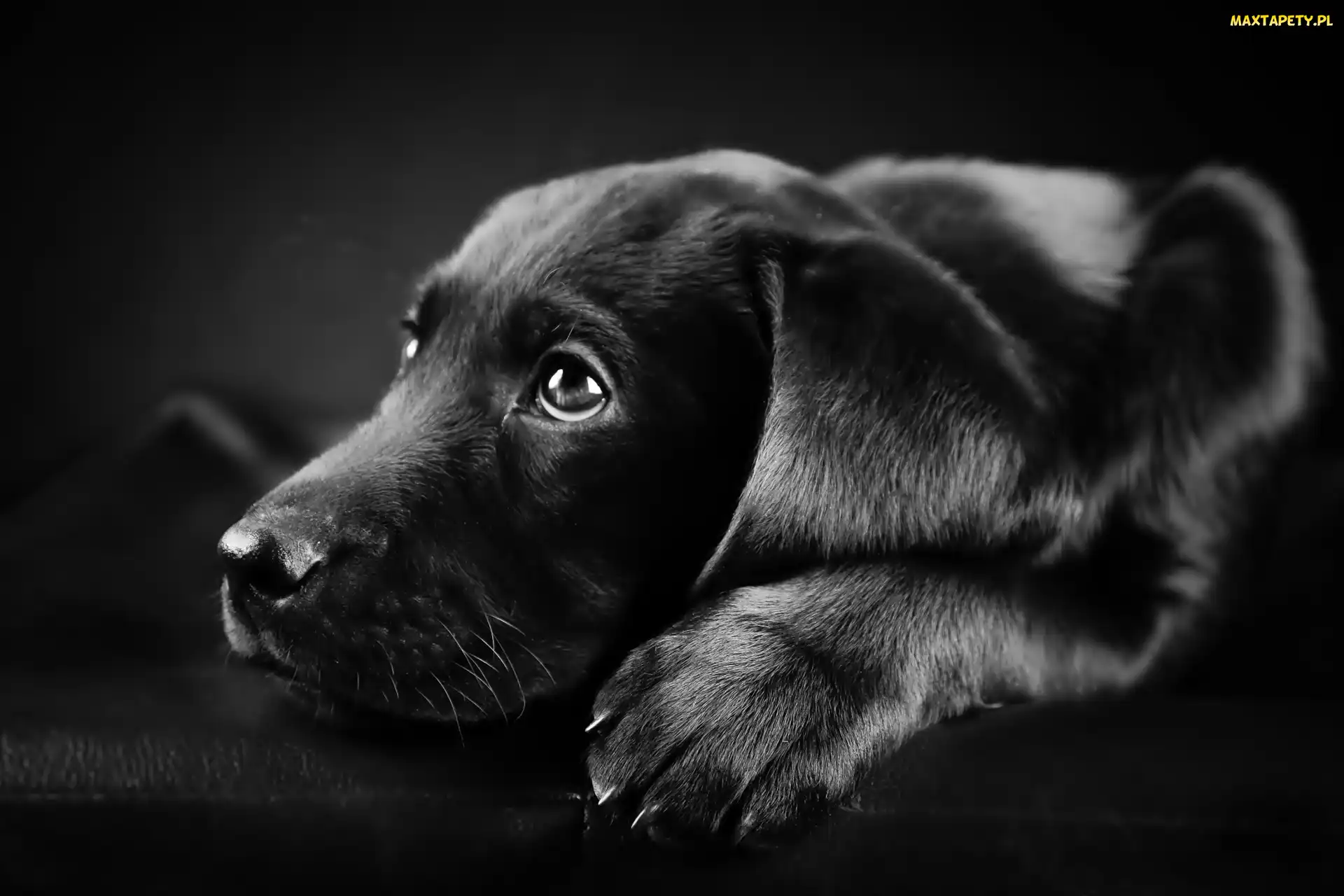 Labrador, Mordka, Czarny