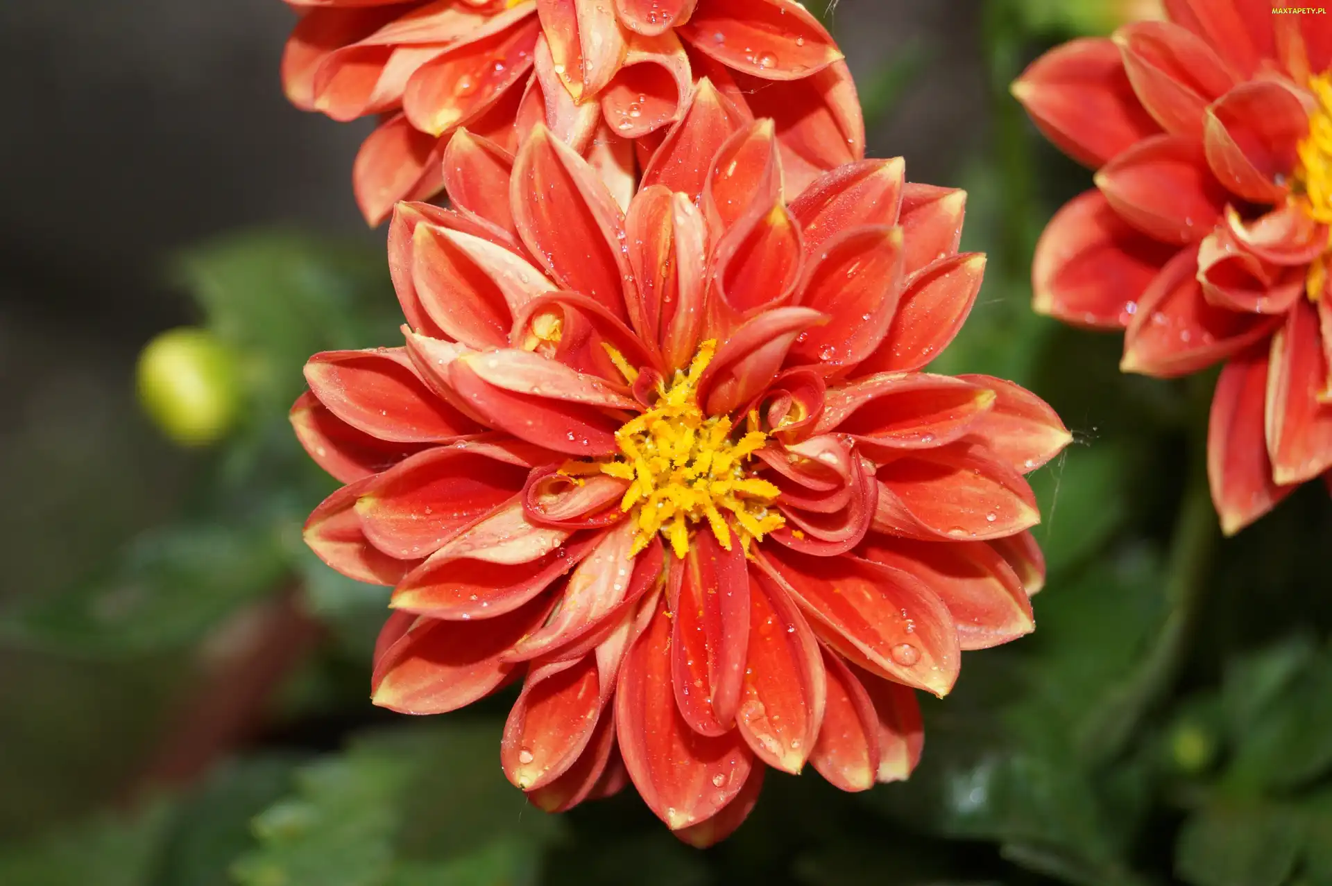 Dalia, Kwiat