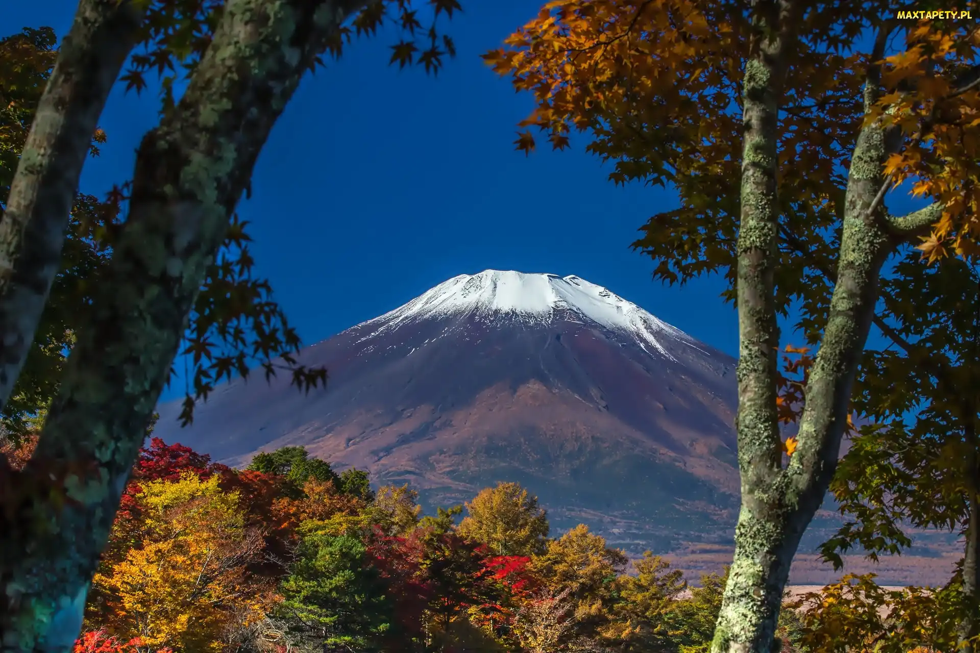 Fuji, Wulkan, Japonia, Drzewa, Góra