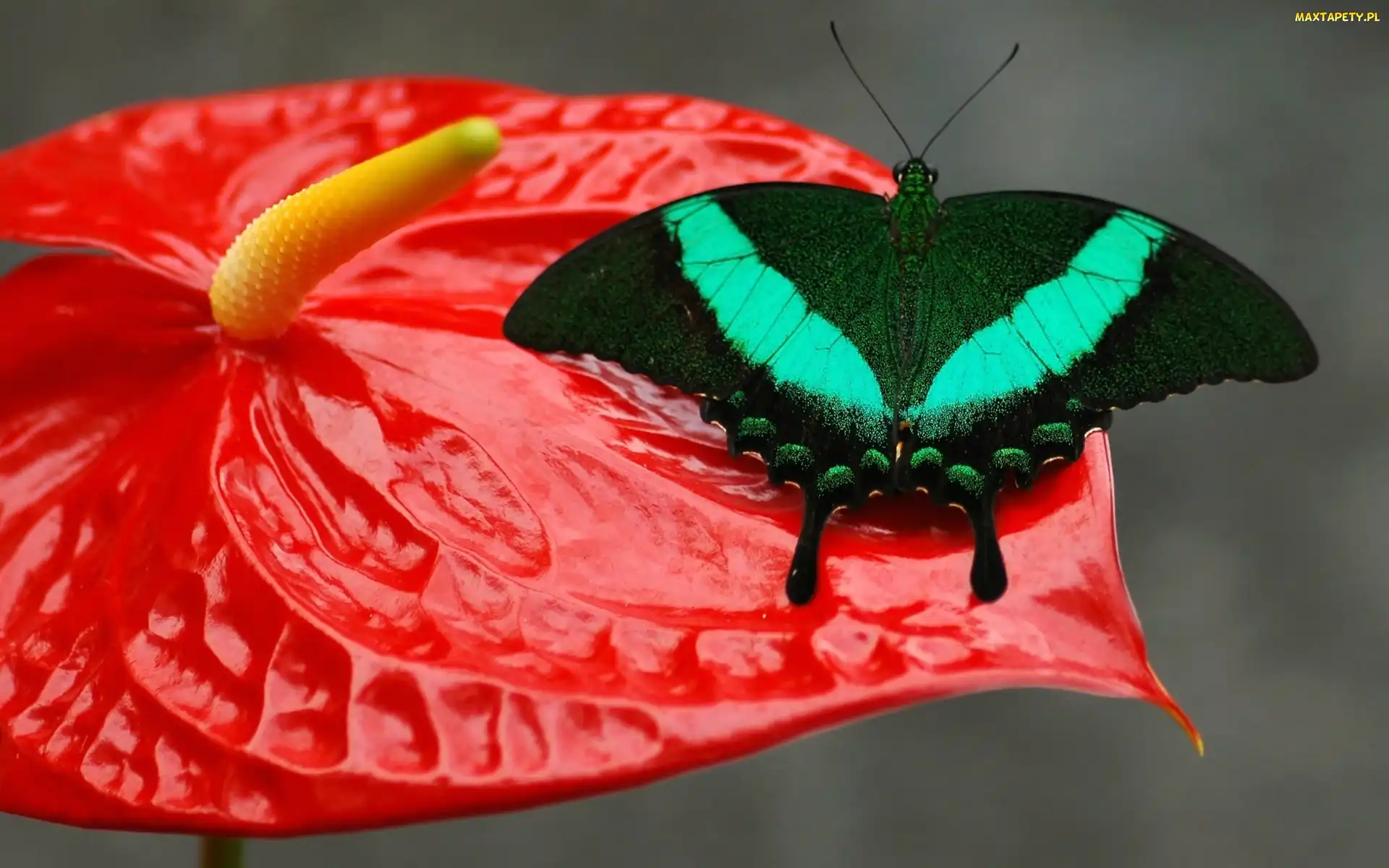 Kwiat, Anturium, Motyl