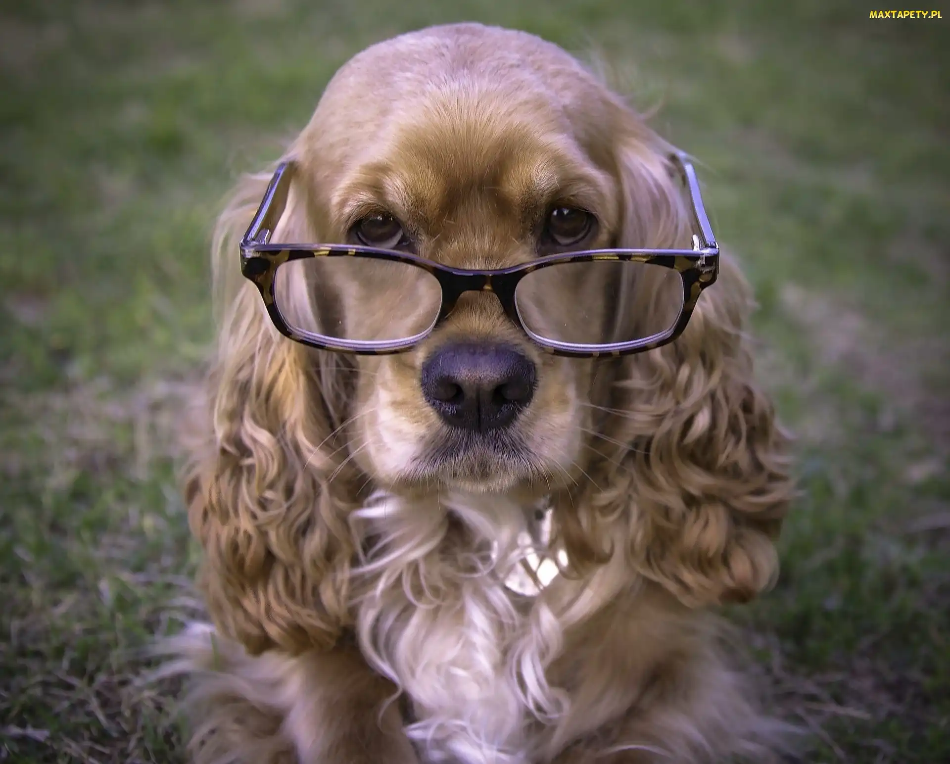 Spaniel, Okulary, Pies