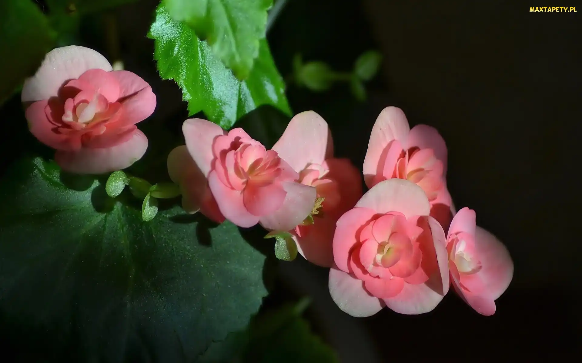 Begonia, Liście