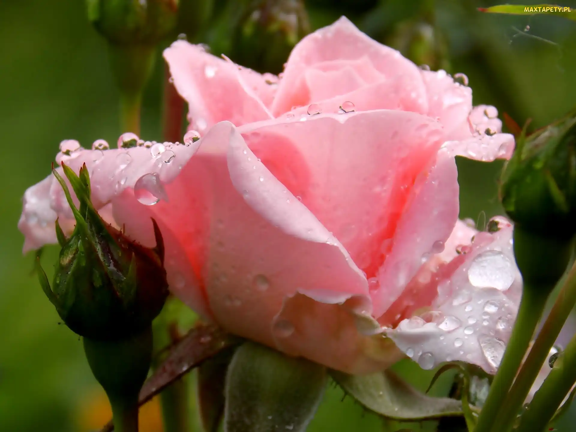 Różowa, Rosy, Krople, Róża