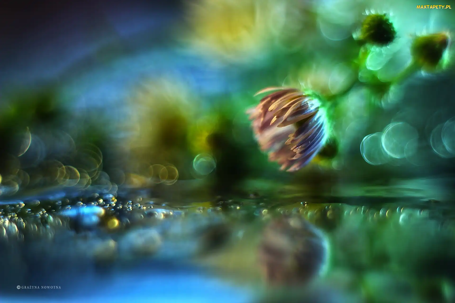 Kwiat, Bokeh, Fioletowy