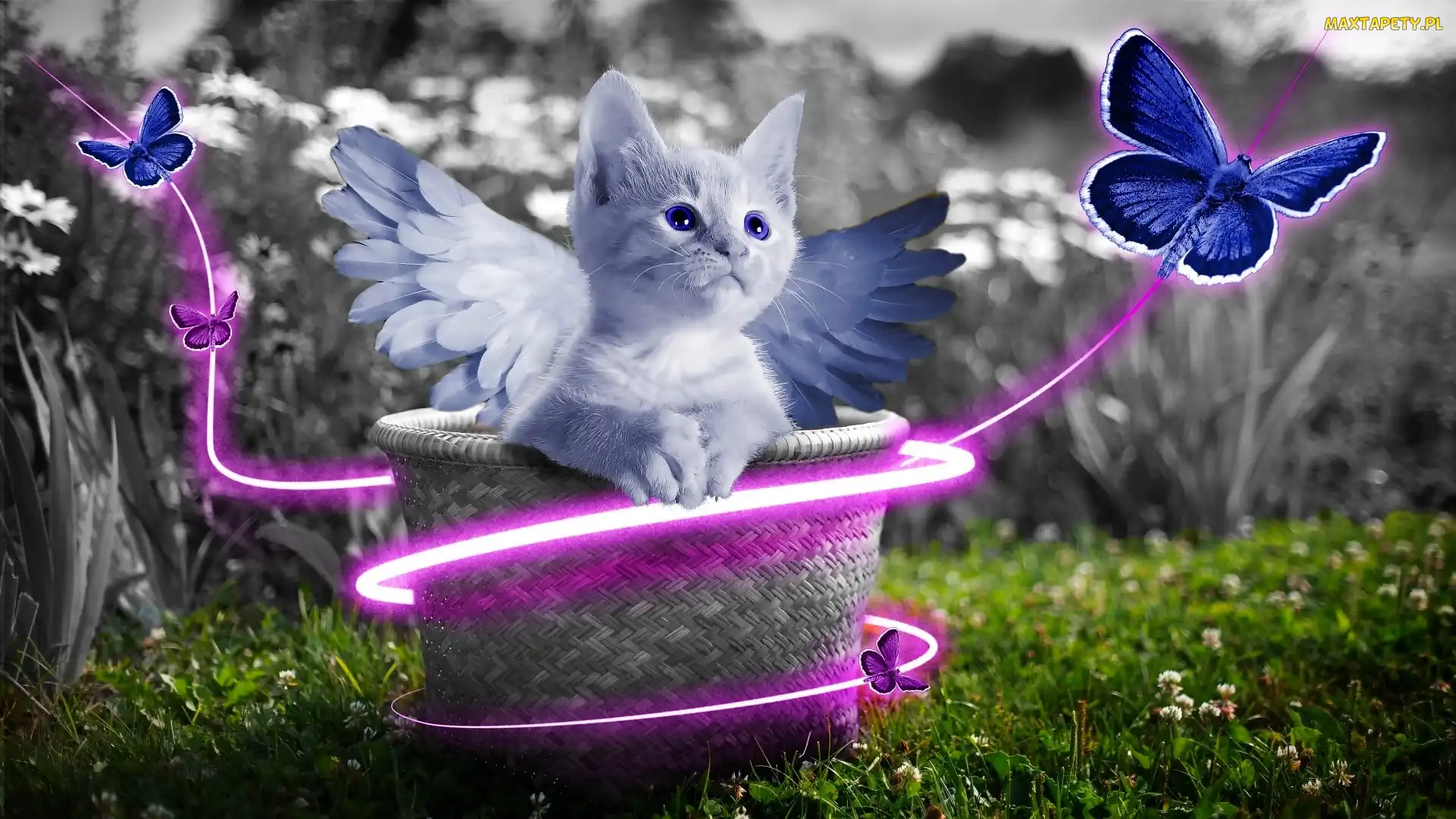 Fantasy, Motyle, Kotek, Skrzydła, Słodki