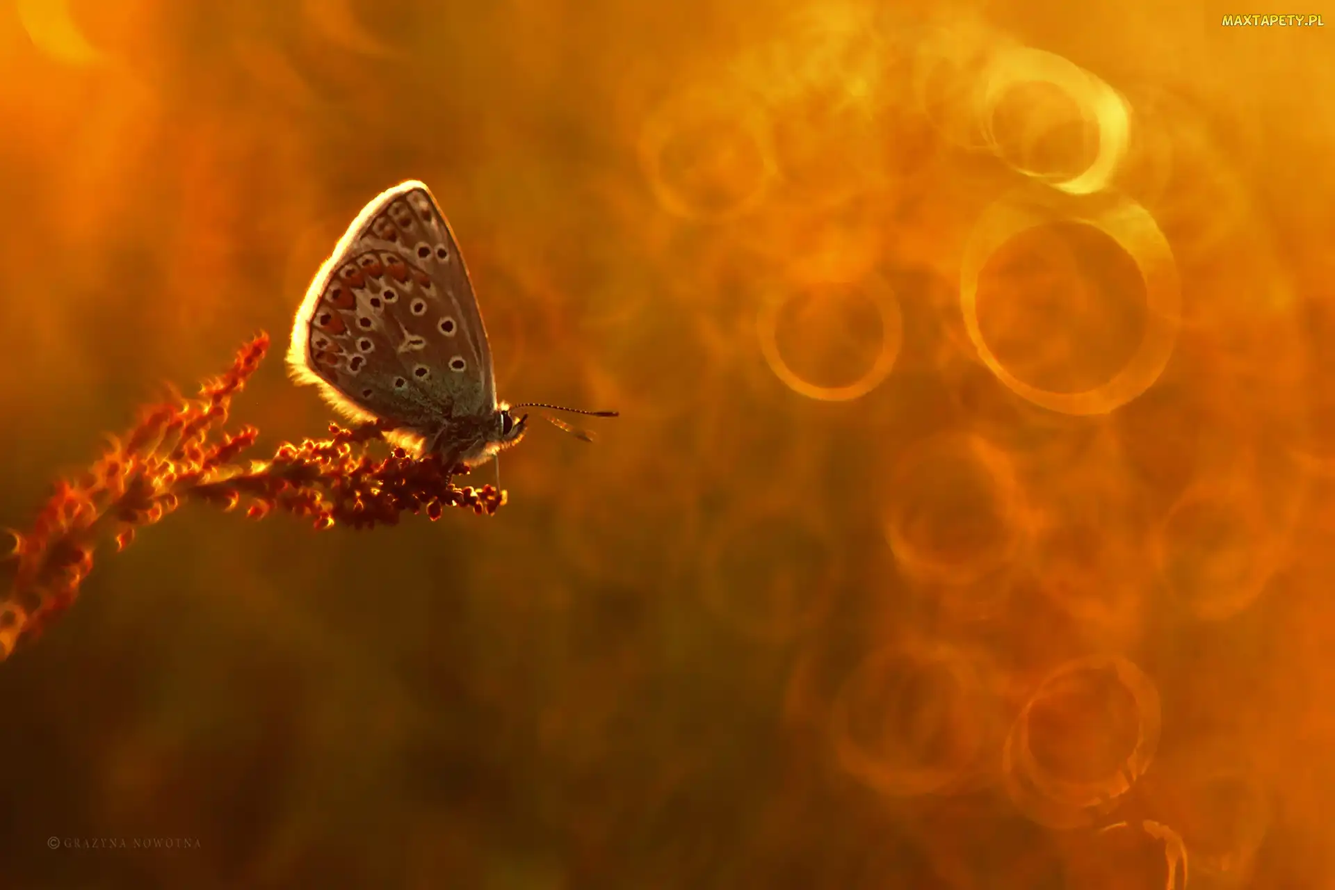 Modraszek, Bokeh, Motyl