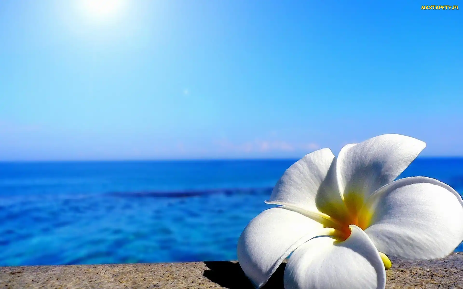 Morze, Plumeria, Kwiat
