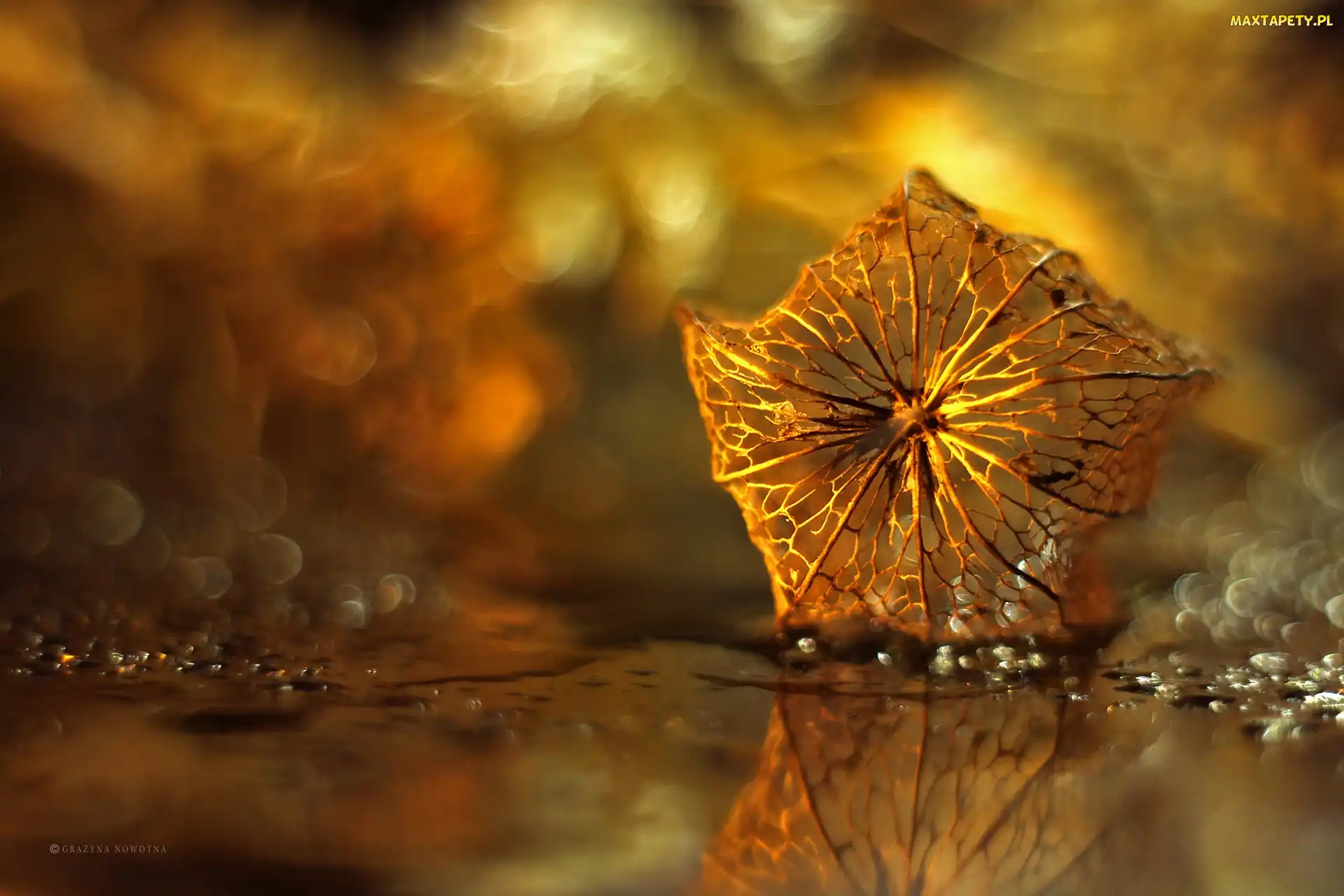 Bokeh, Sucha, Miechunka Rozdęta, Roślina