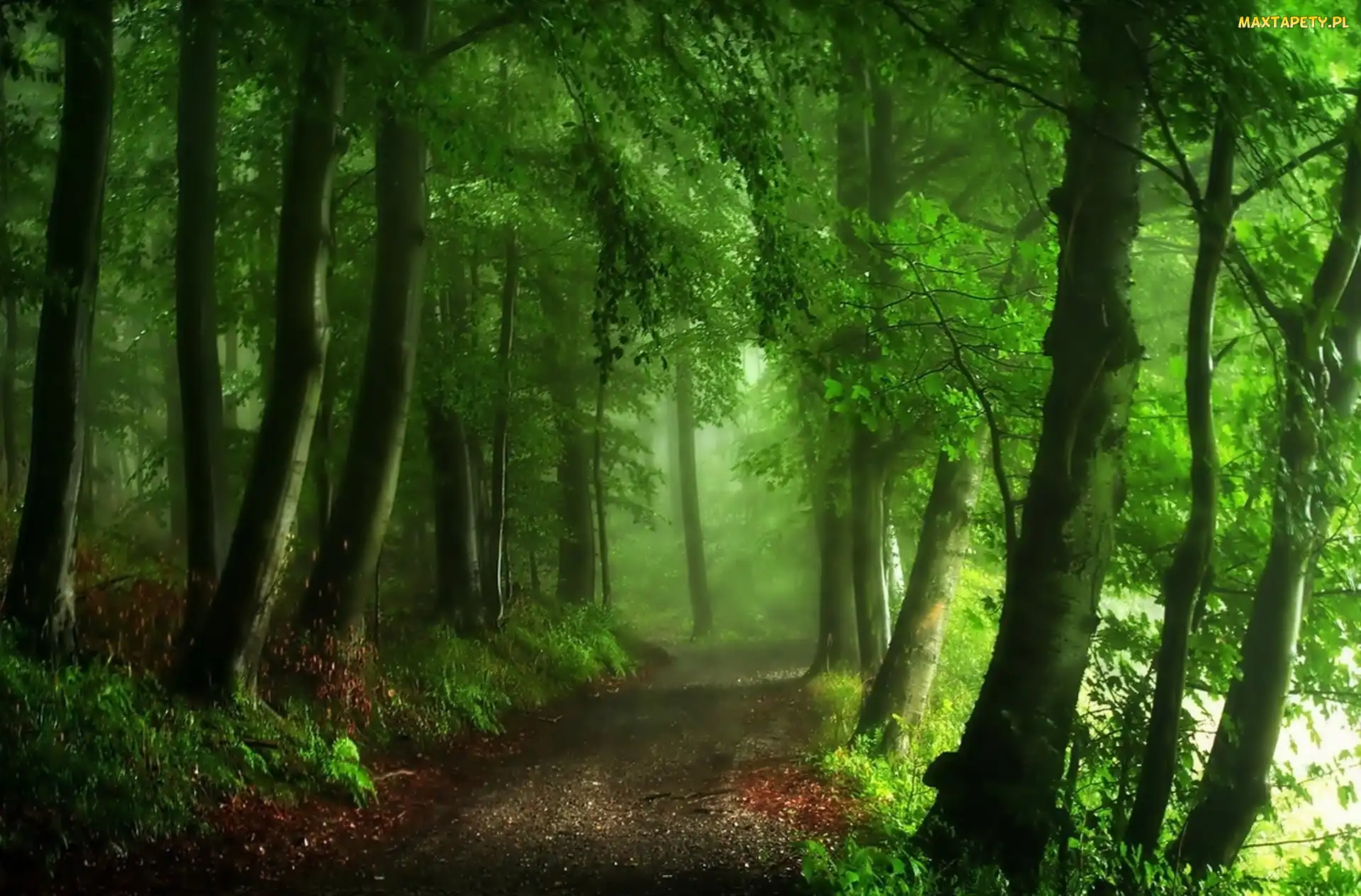 Droga, Mgła, Las
