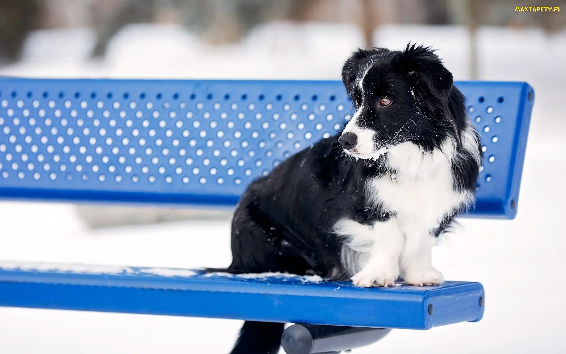 Ławka, Border collie, Pies