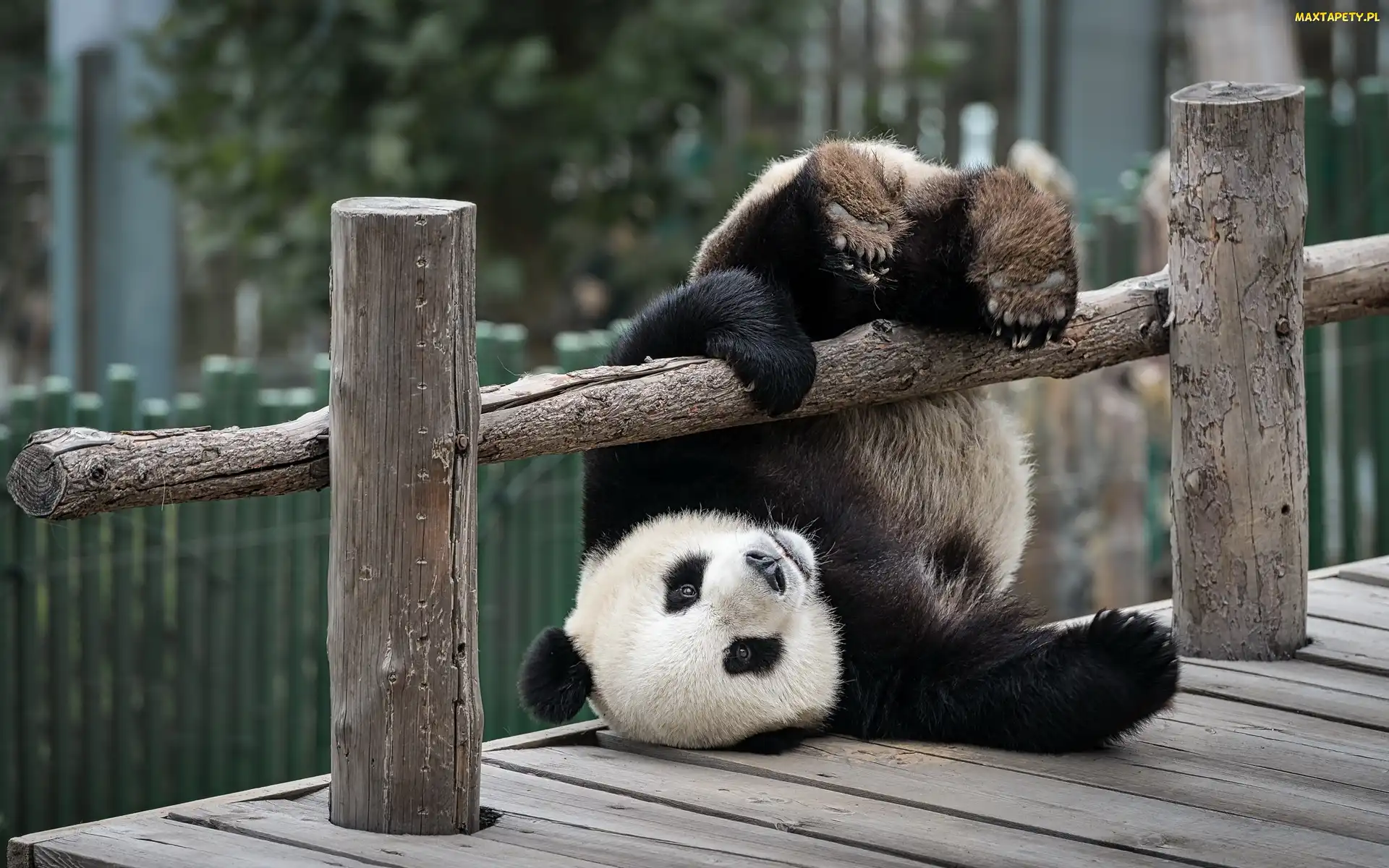 Panda, Płotek, Miś