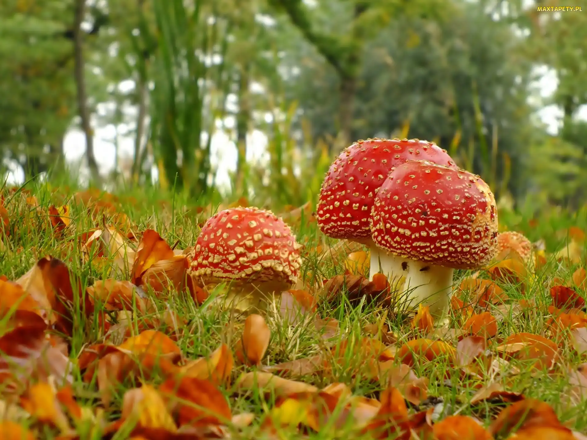 Muchomorki, Liście, Trawa, Las