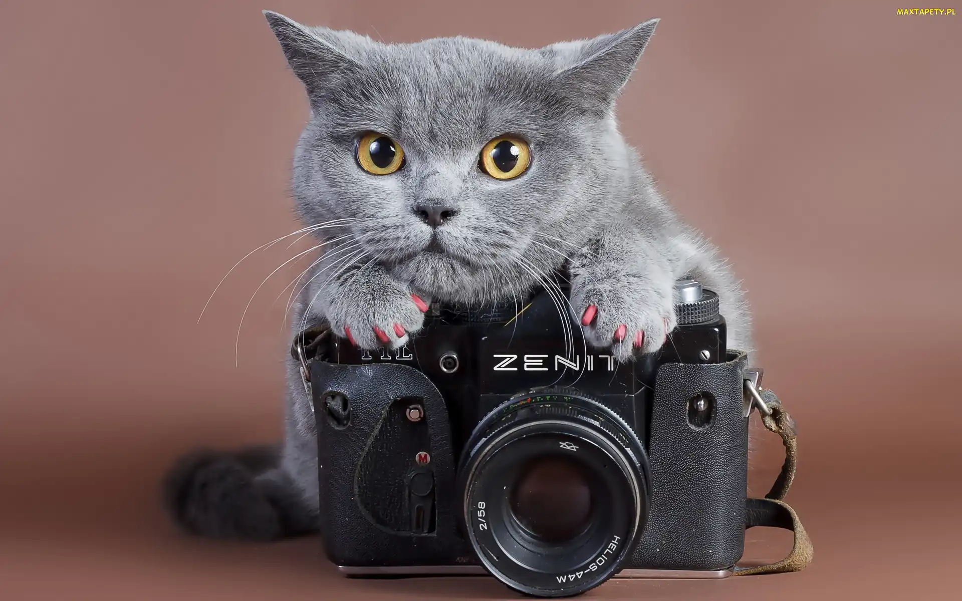Zenit, Fotograficzny, Kot, Aparat