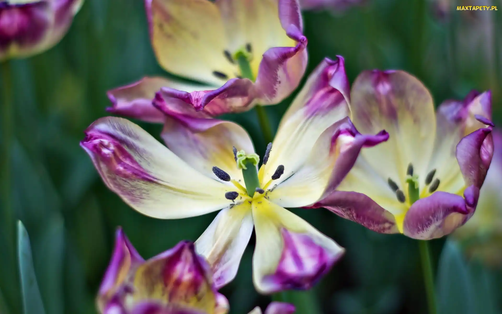 Tulipany, Kwiaty