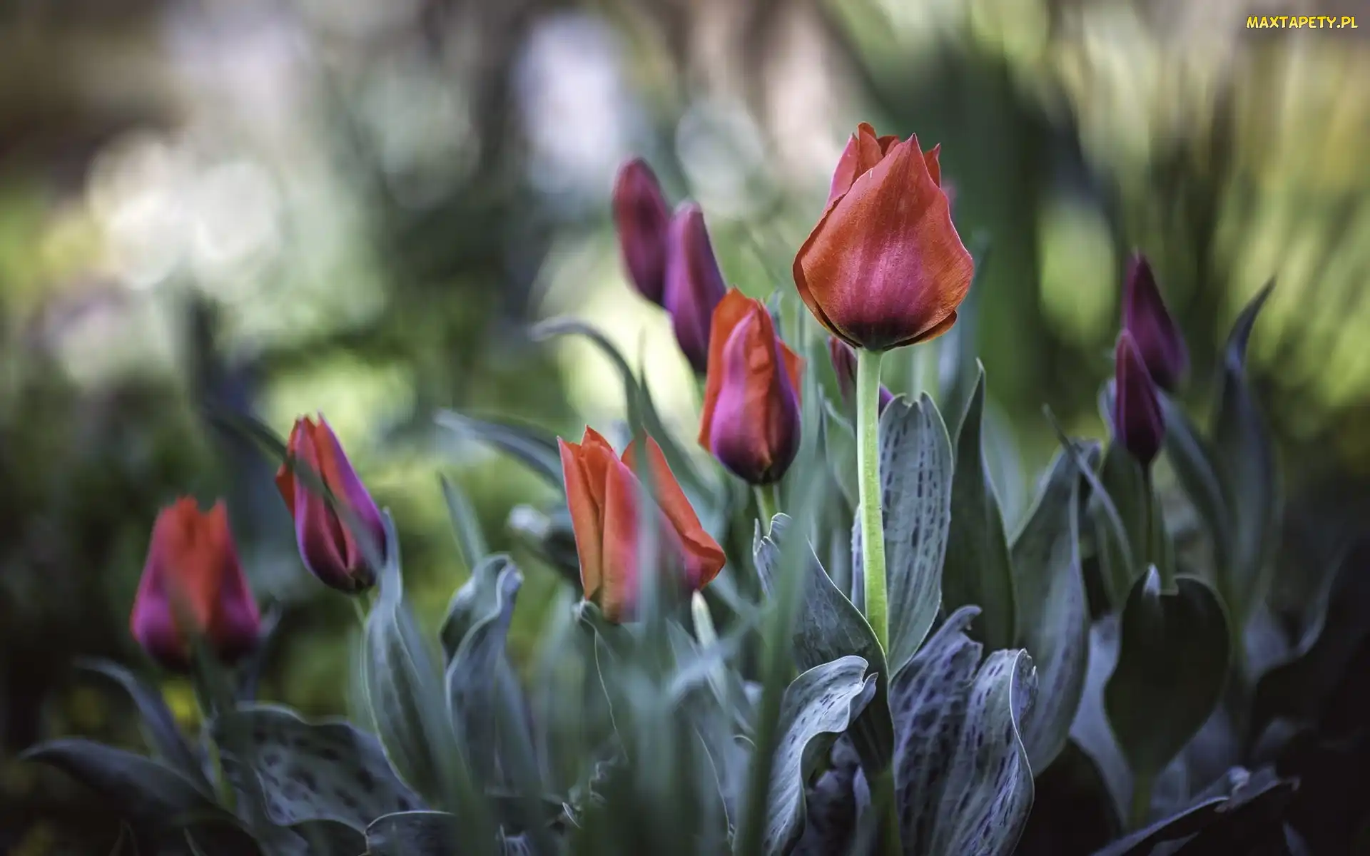Tulipany, Listki, Herbaciane