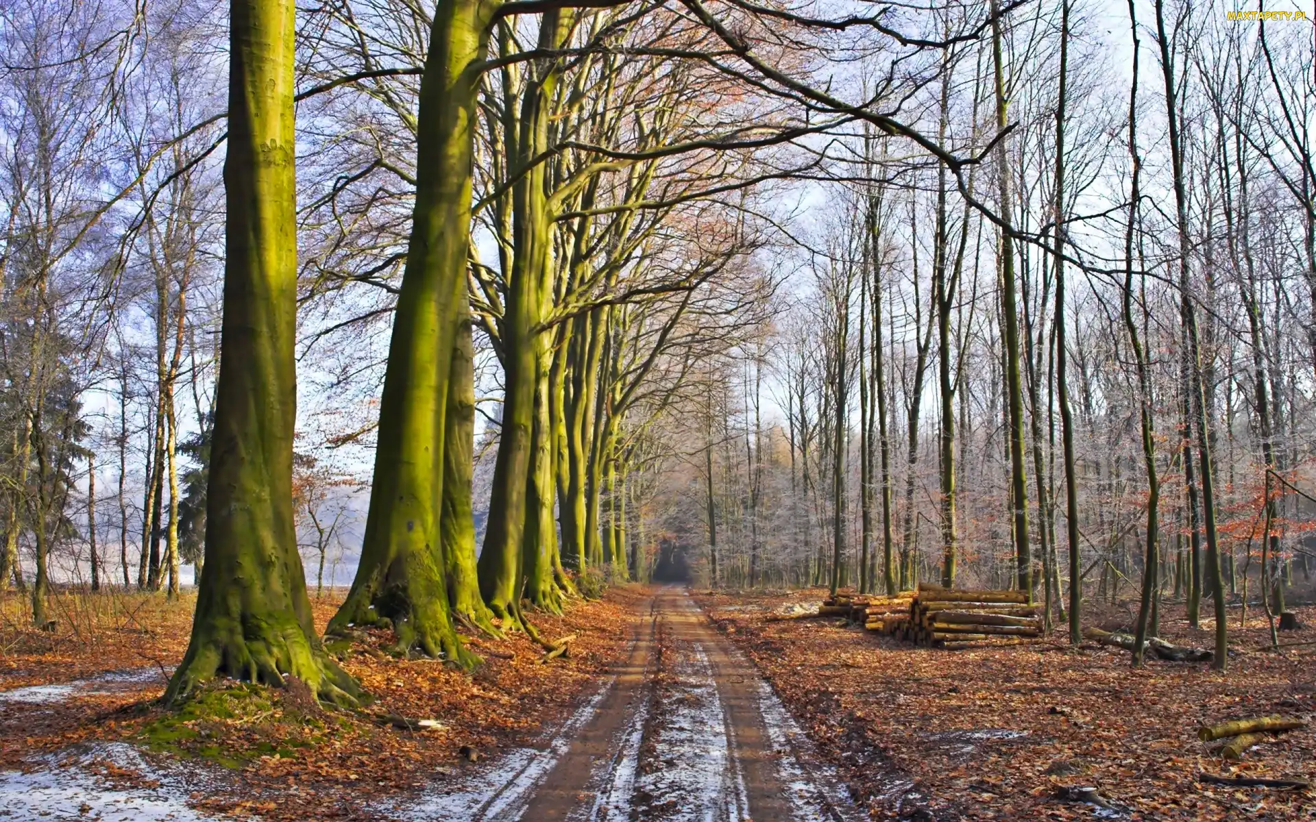 Jesień, Wycinka, Las, Droga