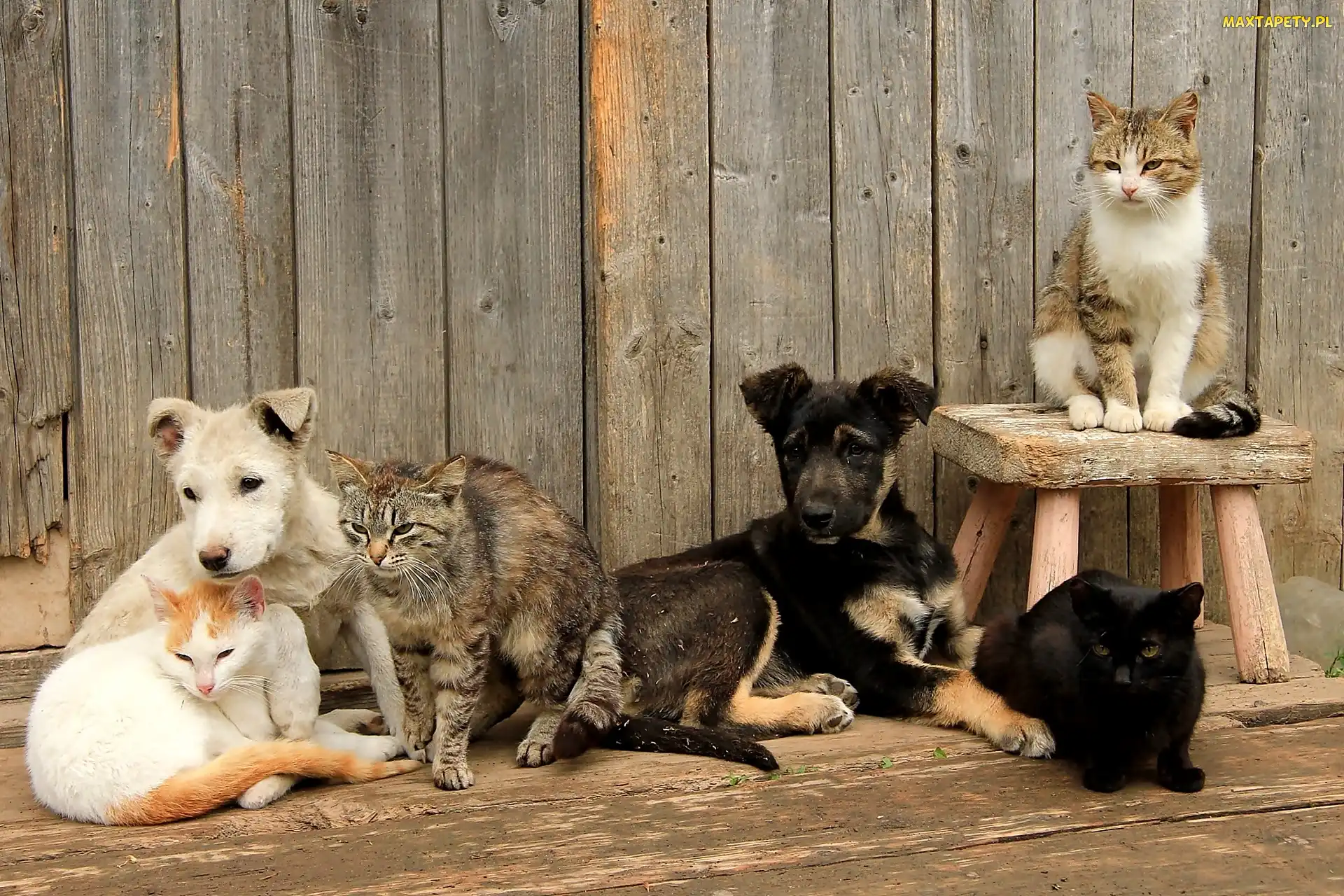 Dwa, Koty, Cztery, Psy