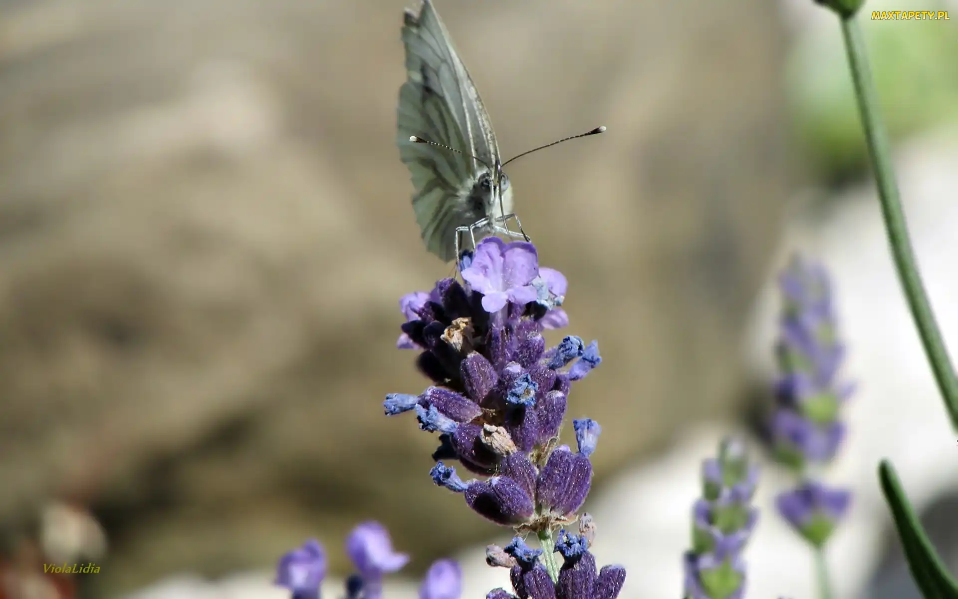 Kwiat, Motyl, Lawenda