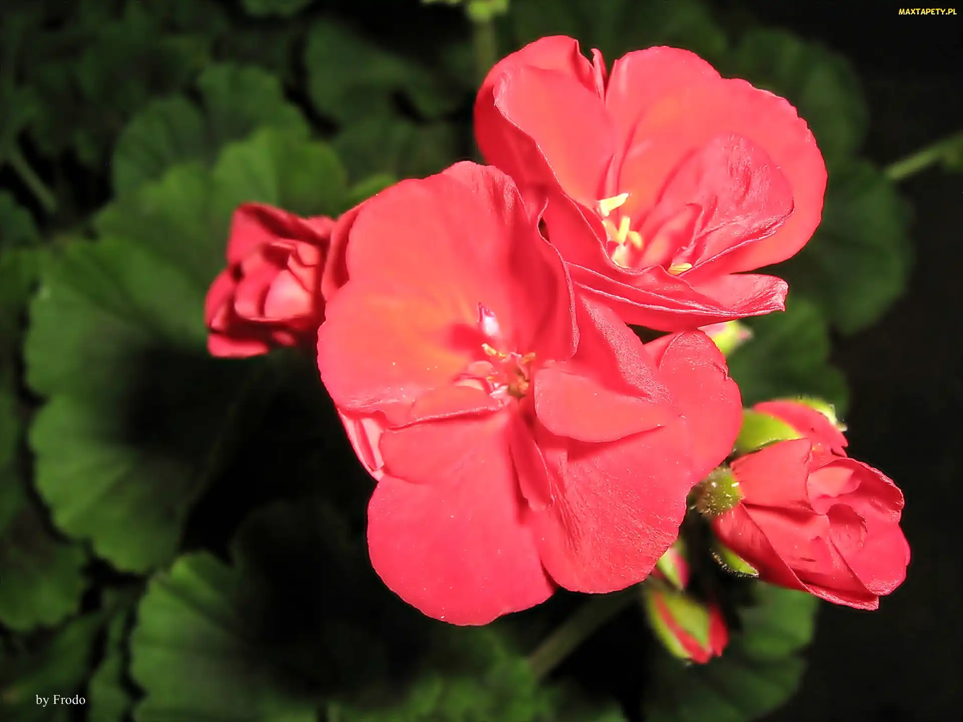 Czerwone, Pelargonie, Kwiaty