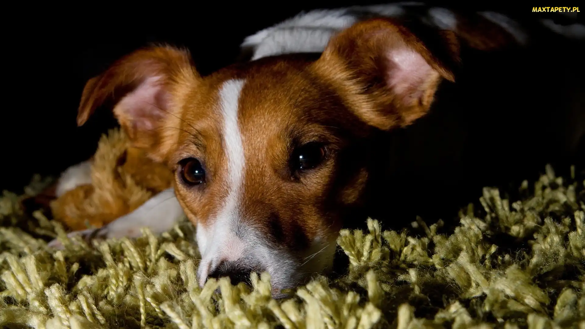 Pies, Dywan, Jack Russell terrier