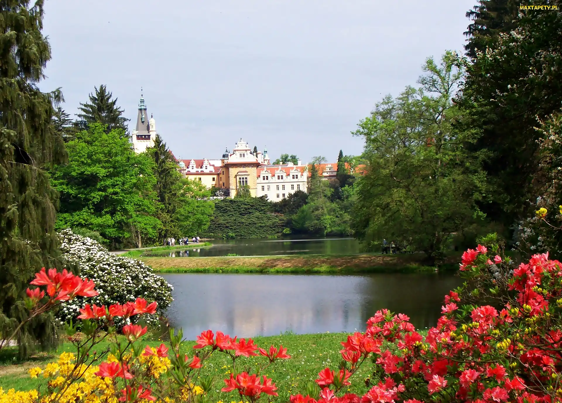 Różanecznik, Staw, Miejscowość Pruhonice, Zamek Pruhonice, Czechy, Park