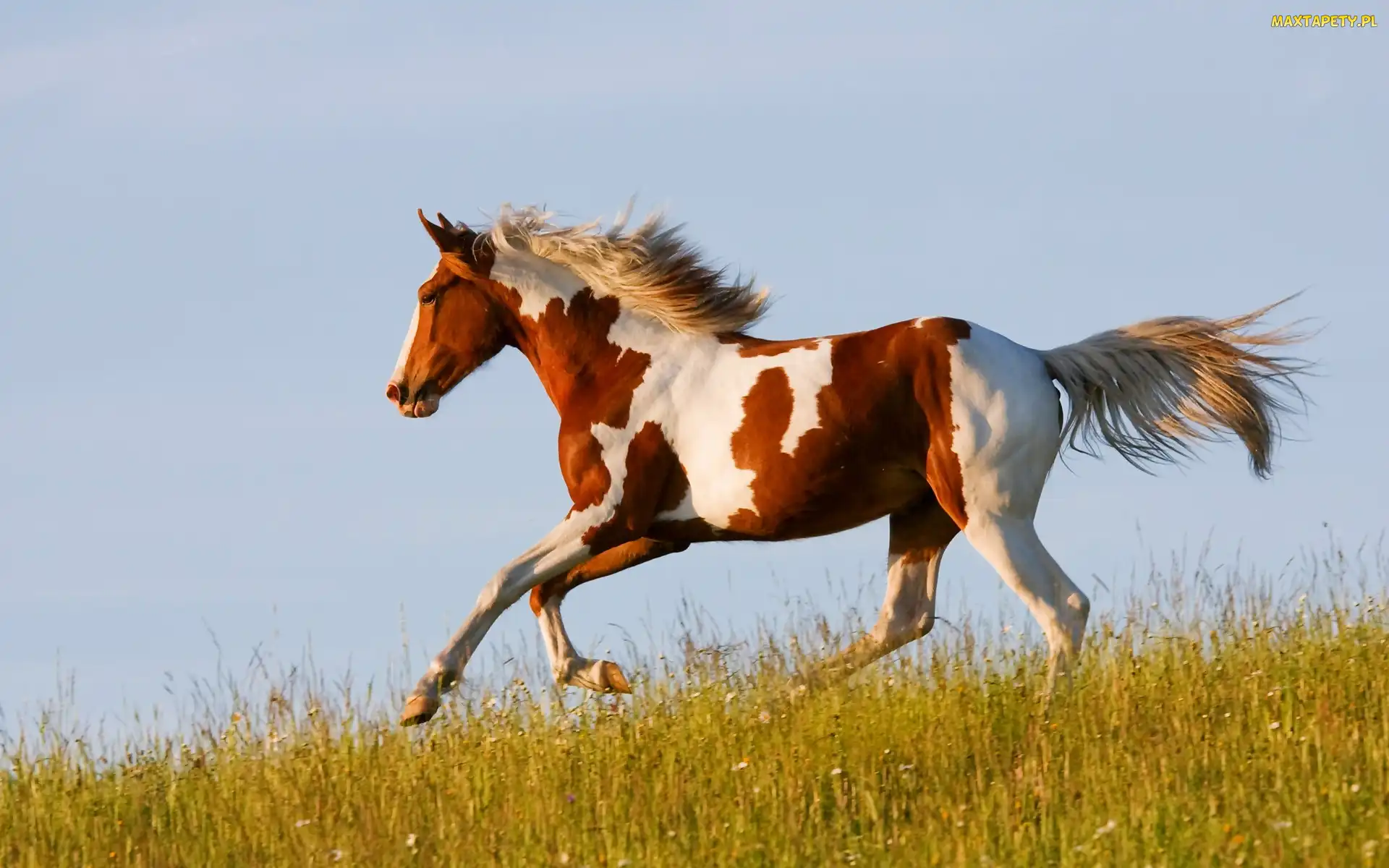 Niebo, Łąka, Koń, Galop