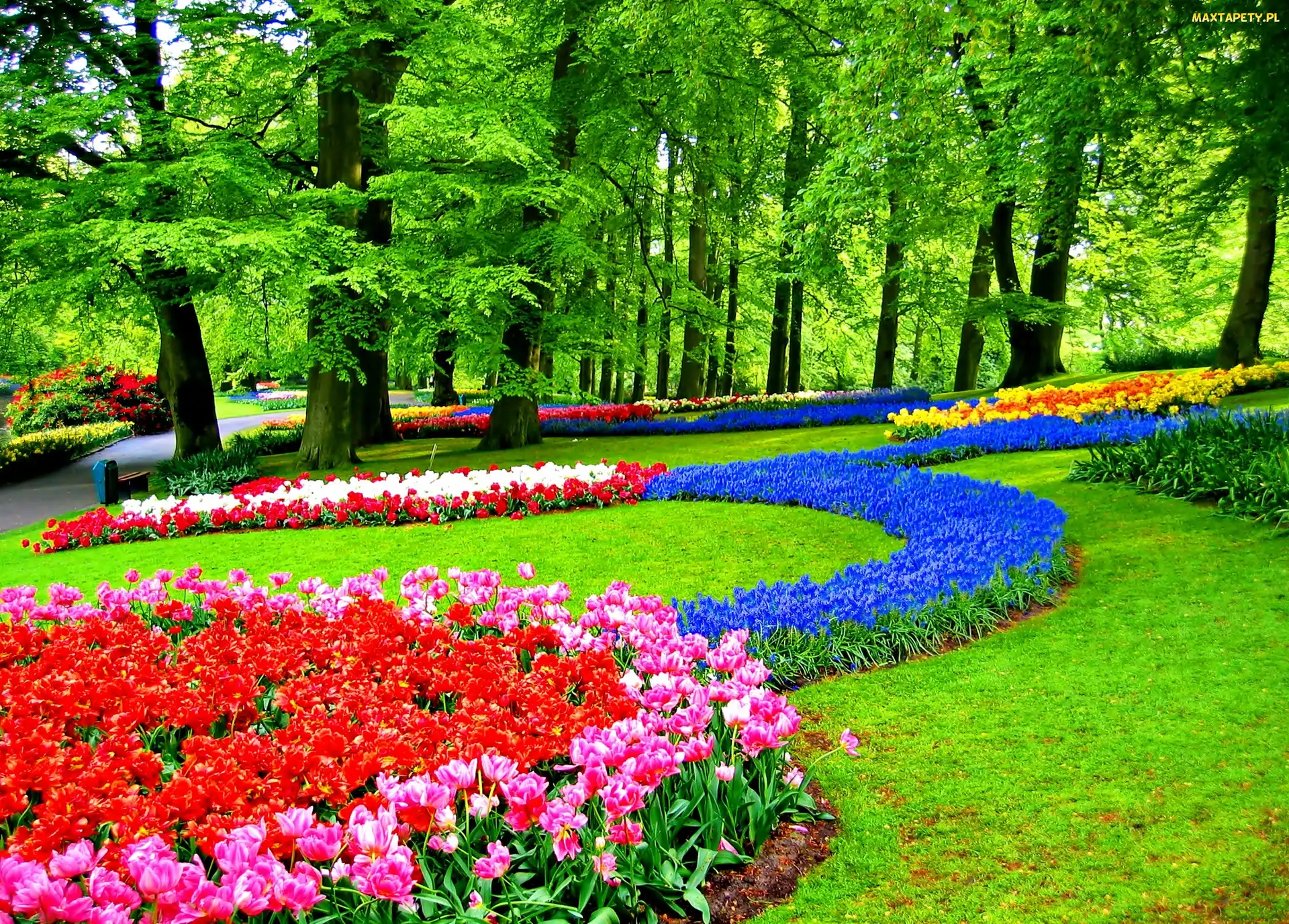 Tulipany, Lisse, Park, Keukenhof, Szafirki