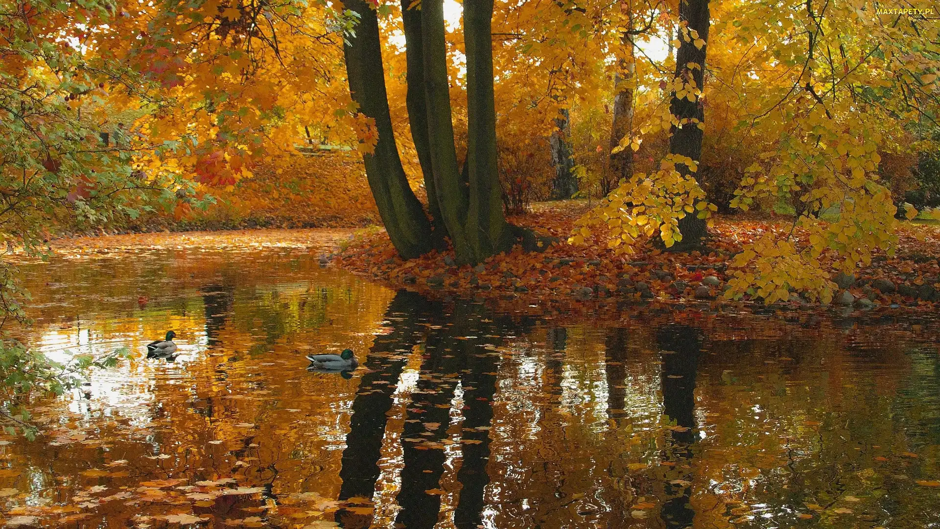 Odbicie, Staw, Kaczki, Drzewa, Jesień