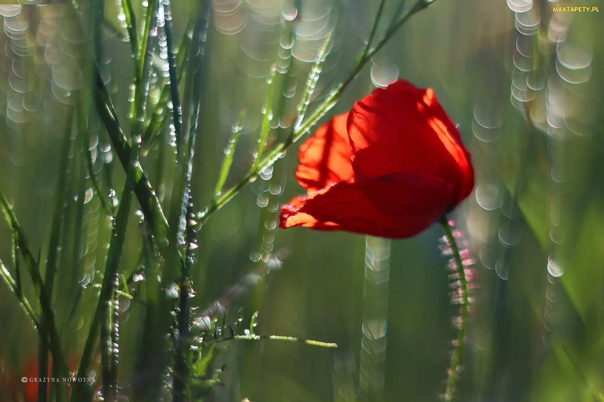 Bokeh, Zbożu, Maczek, W