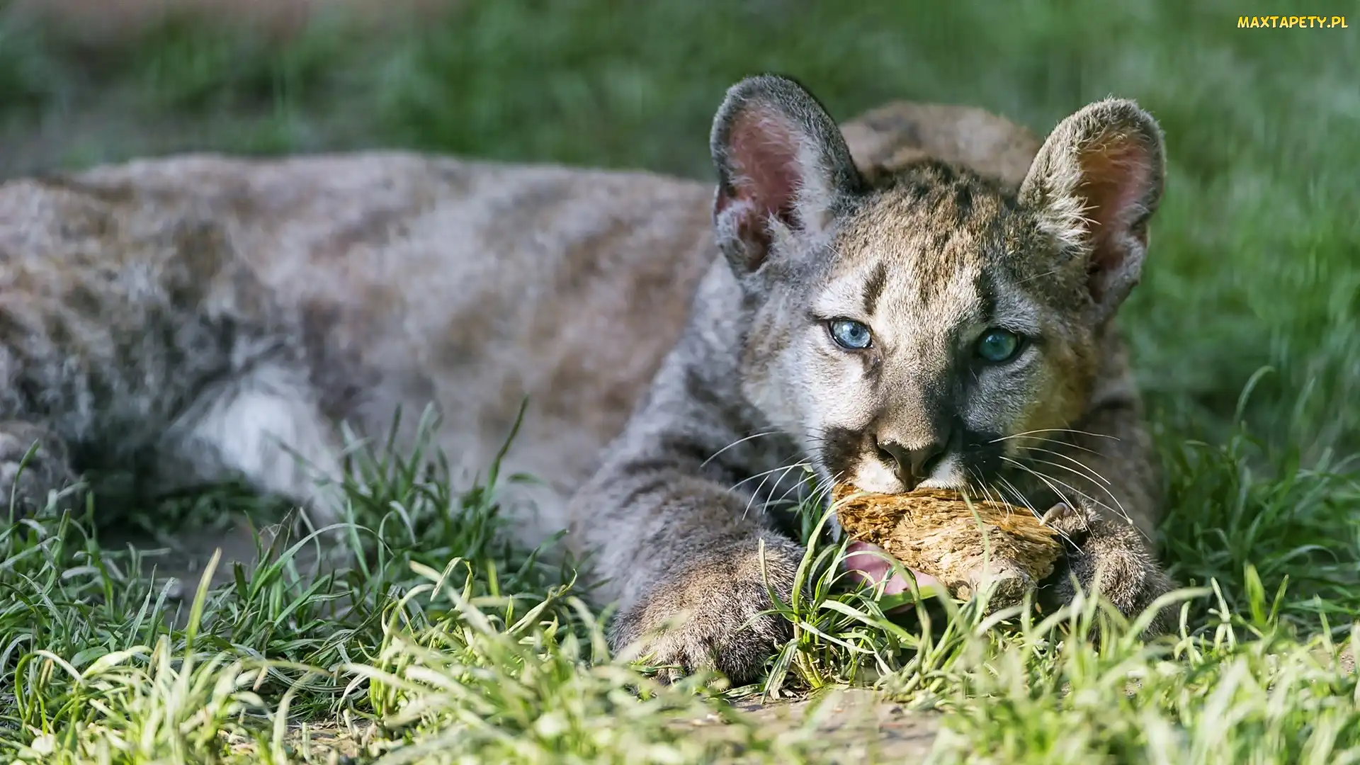 Dziki Kot, Puma