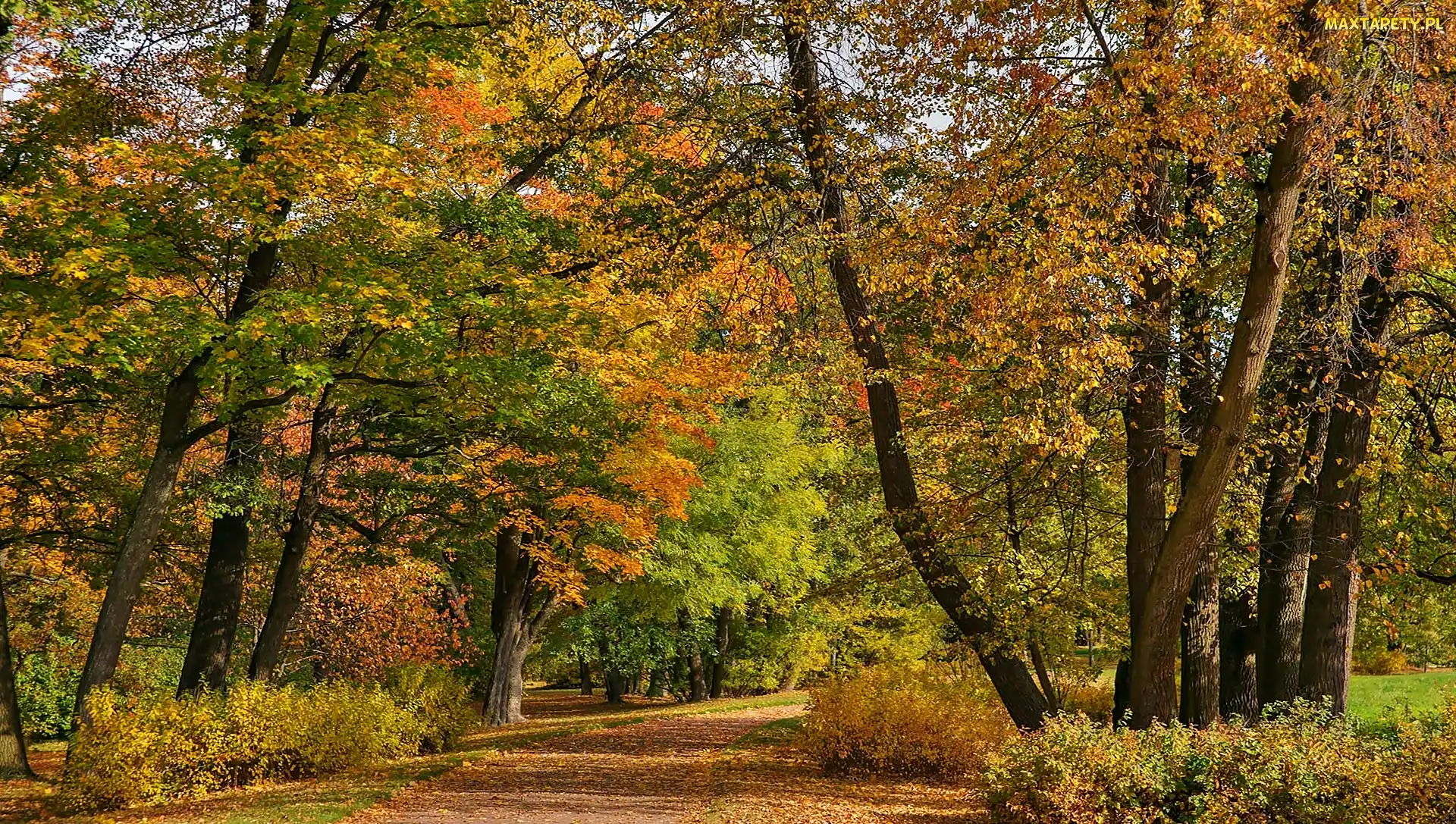 Alejki, Puszkin, Aleksandrowski, Park, Jesień