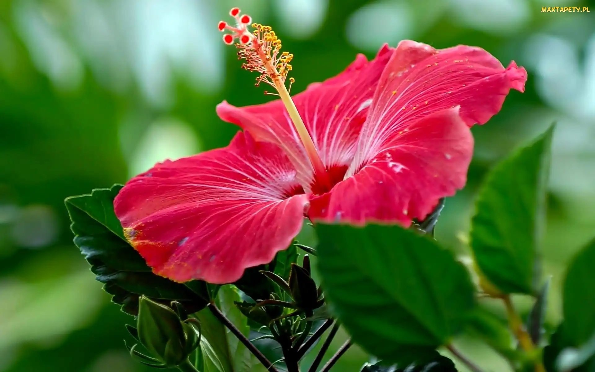 Kwiat, Hibiskus, Różowy