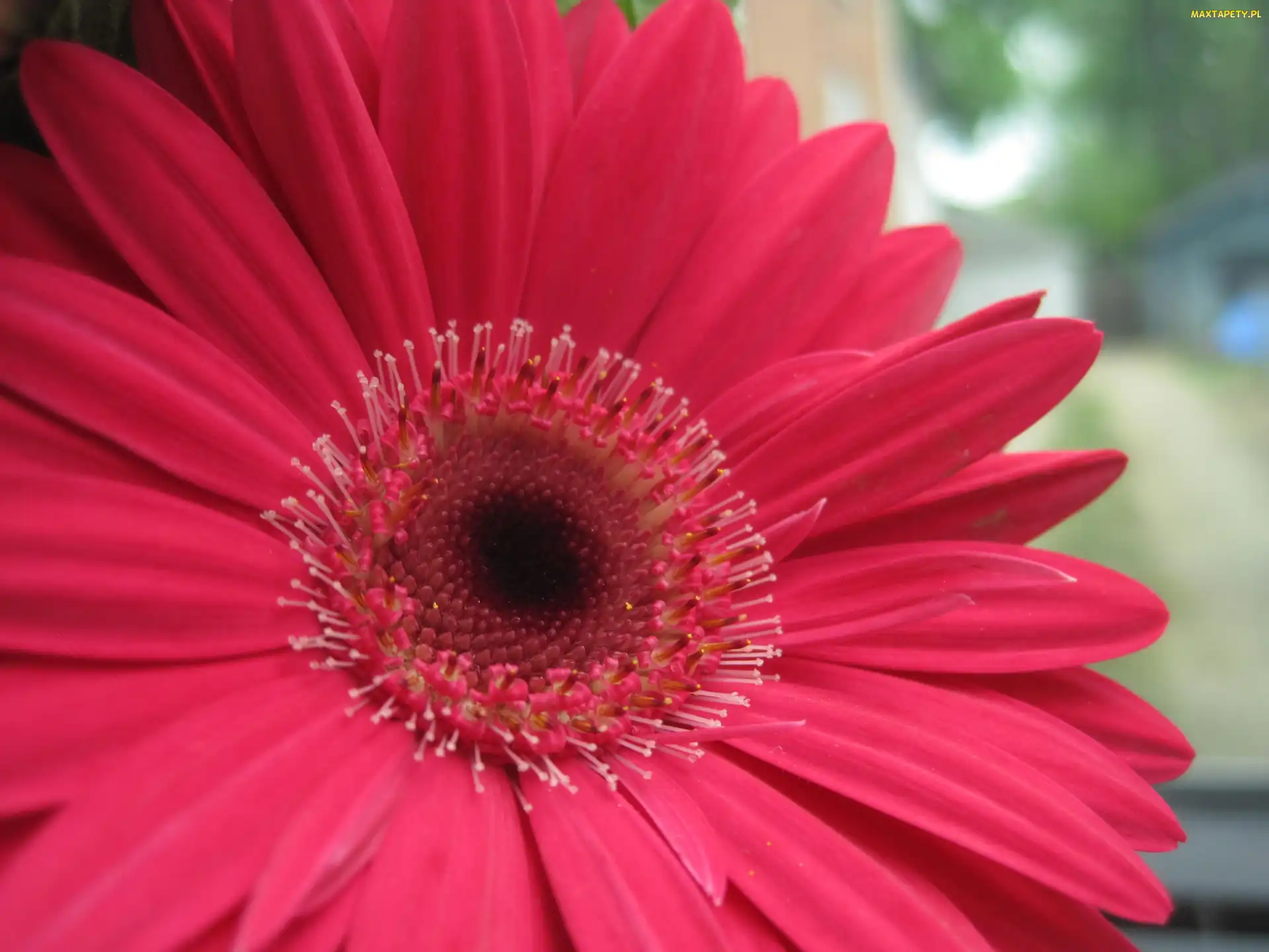 Różowa, Gerbera, Kwiat