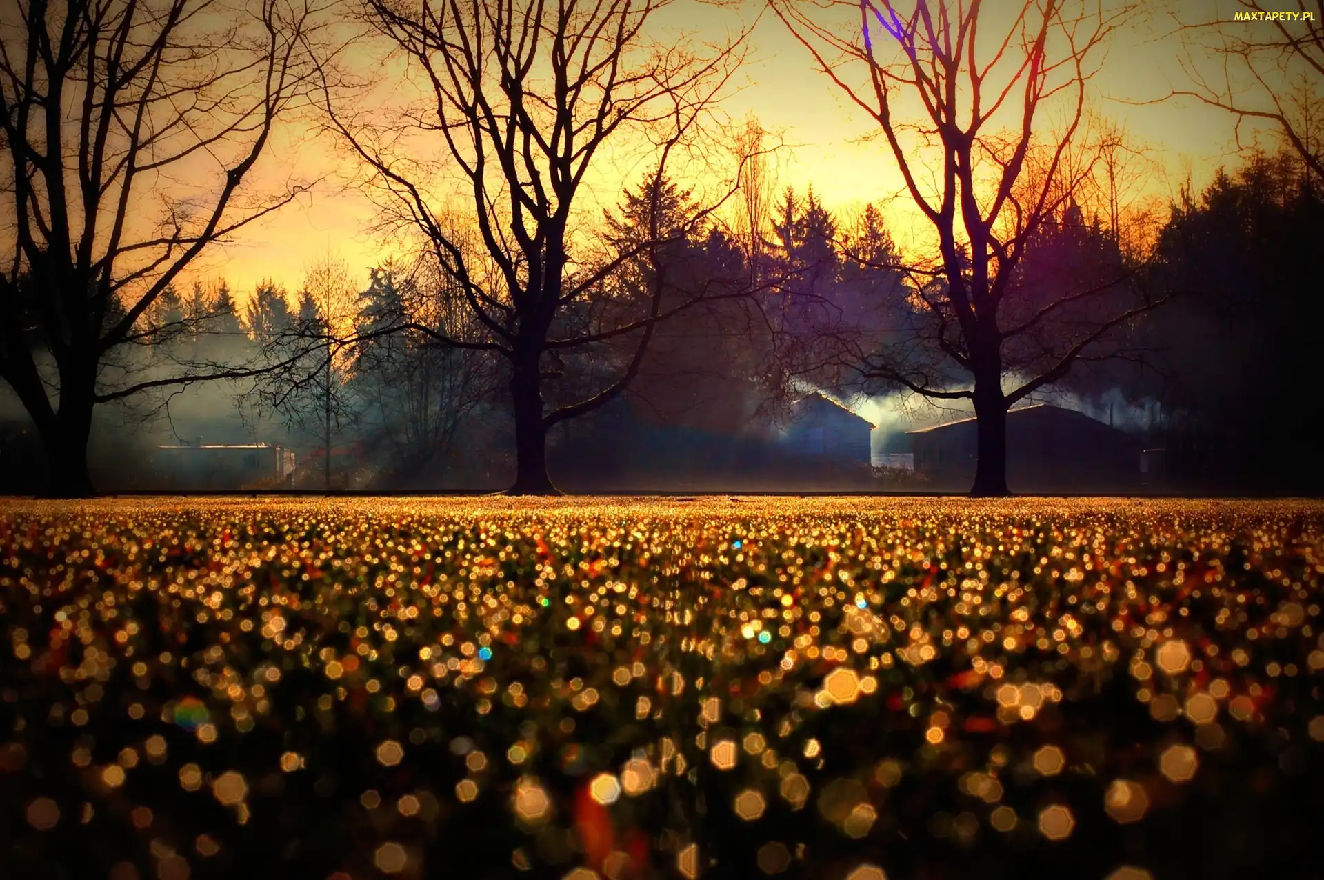 Drzewa, Park, Plac