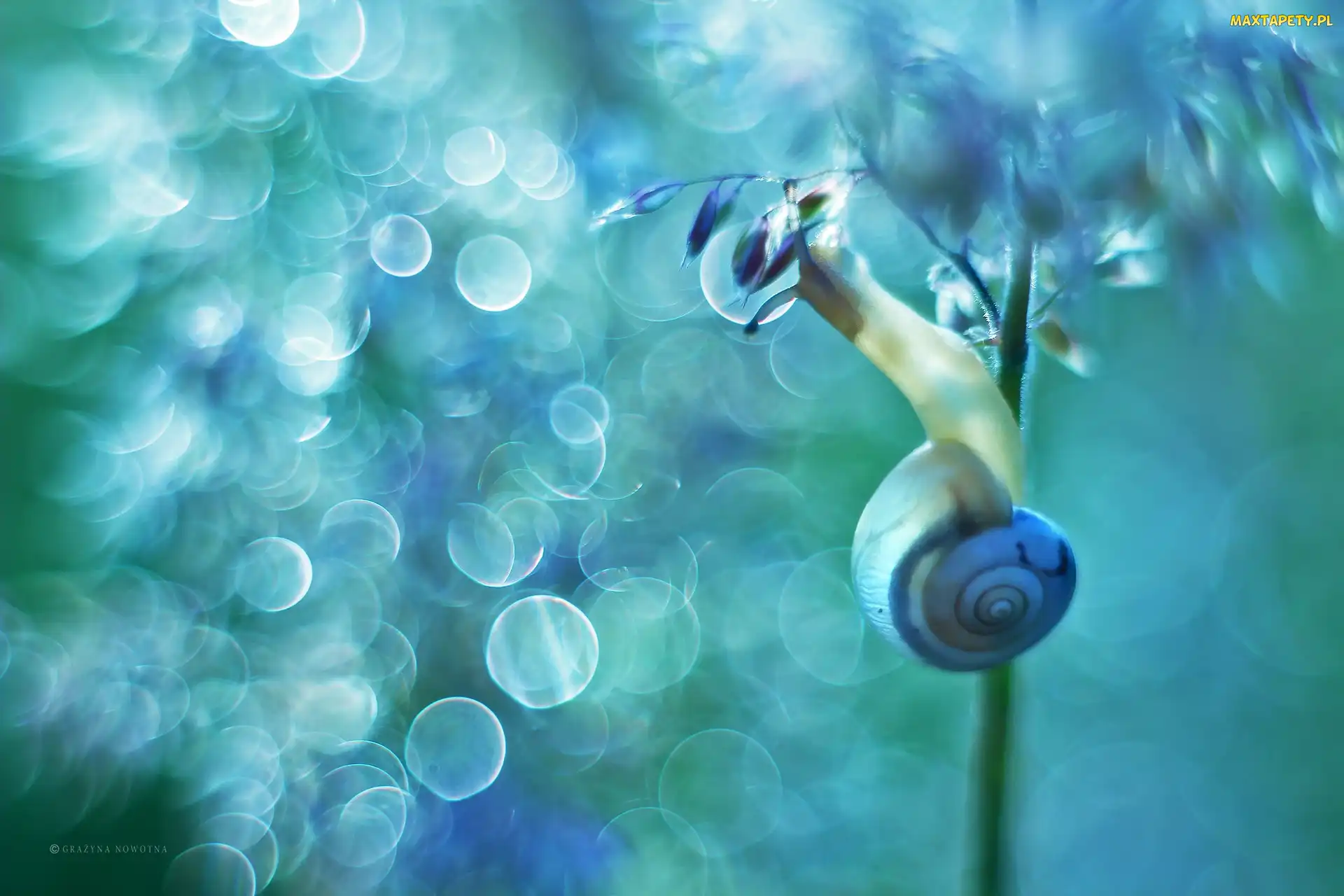 Bokeh, Roślinie, Ślimak, Na