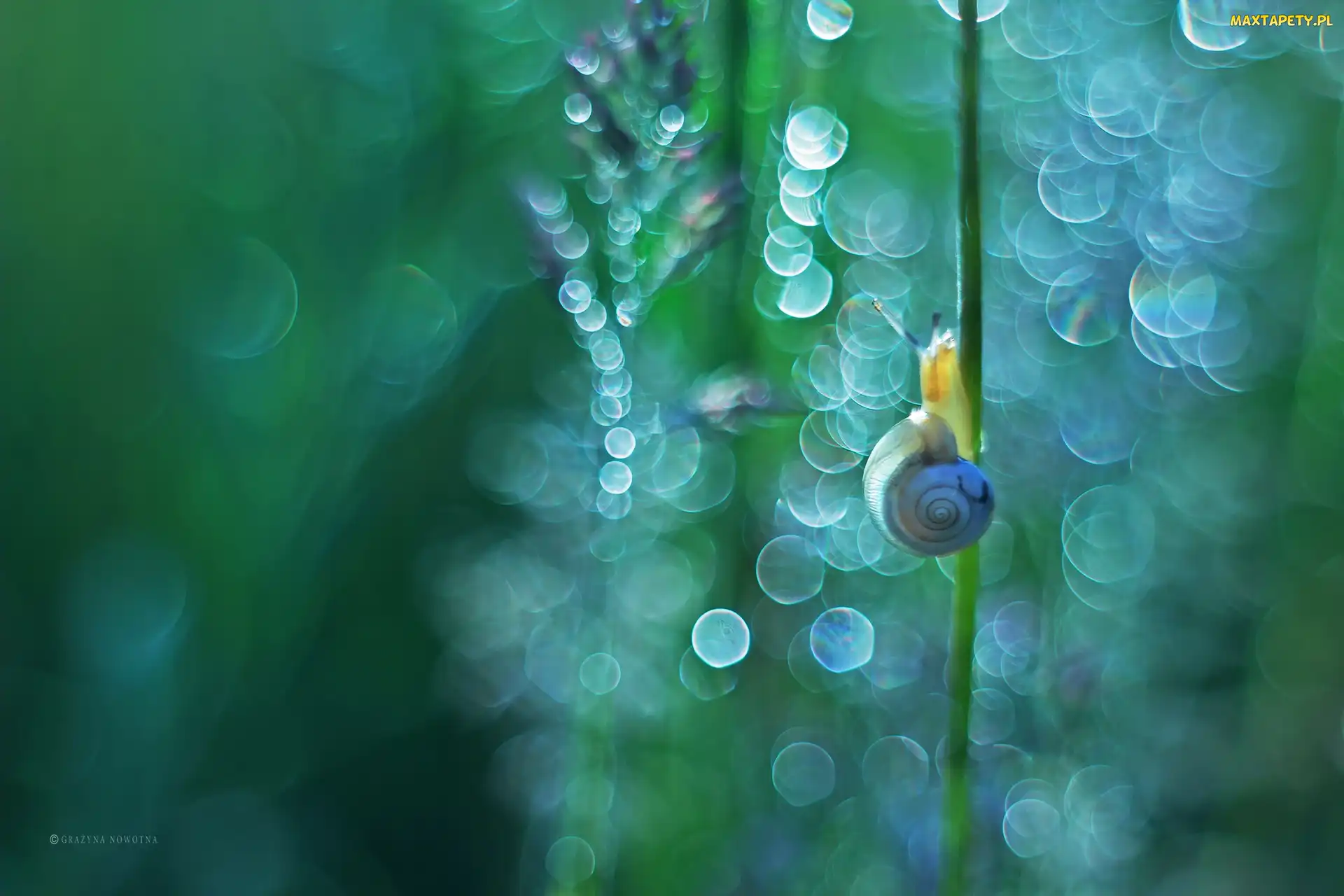 Bokeh, Rośliny, Ślimak