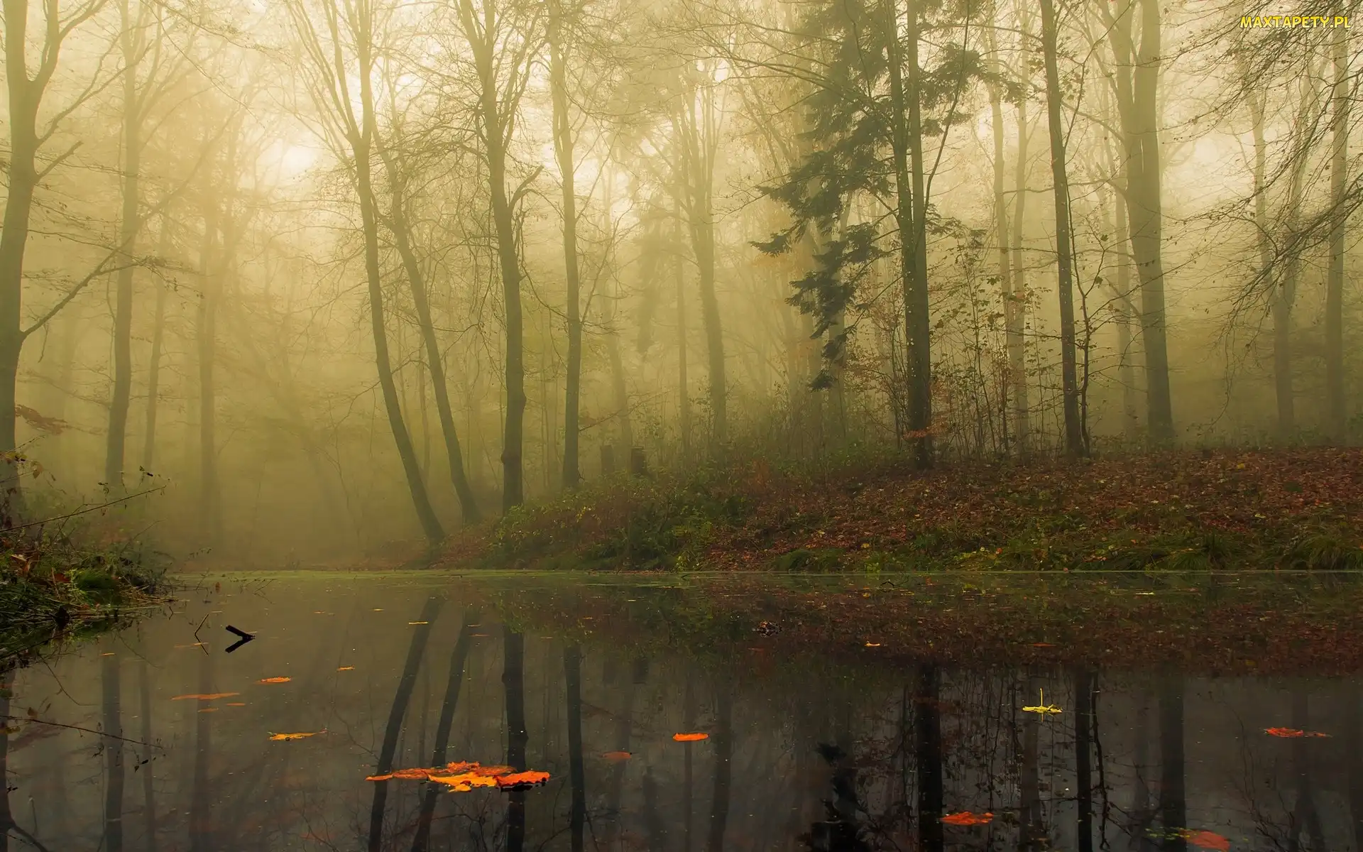 Las, Mgła, Staw