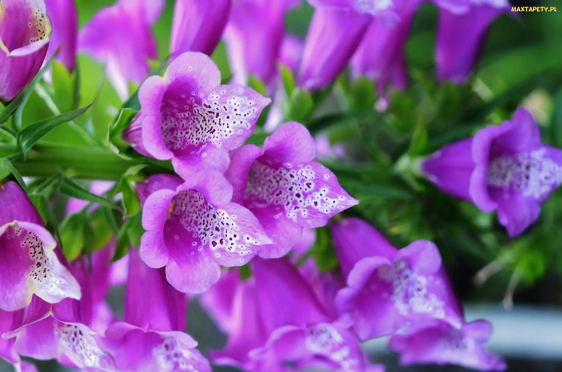 Kwiat, Makro, Naparstnica Purpurowa