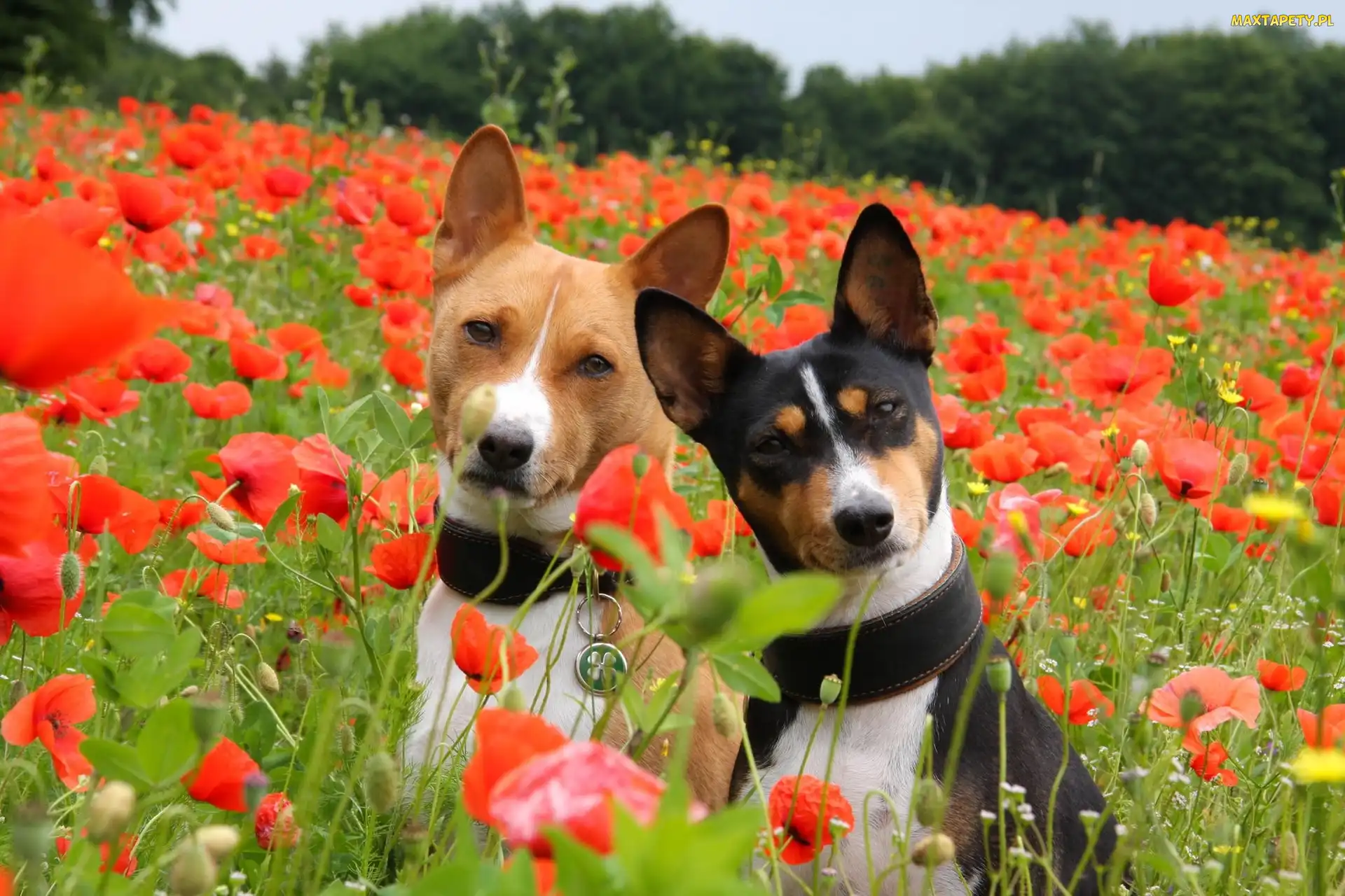 Maki, Basenji, Pieski, Dwa, Łąka