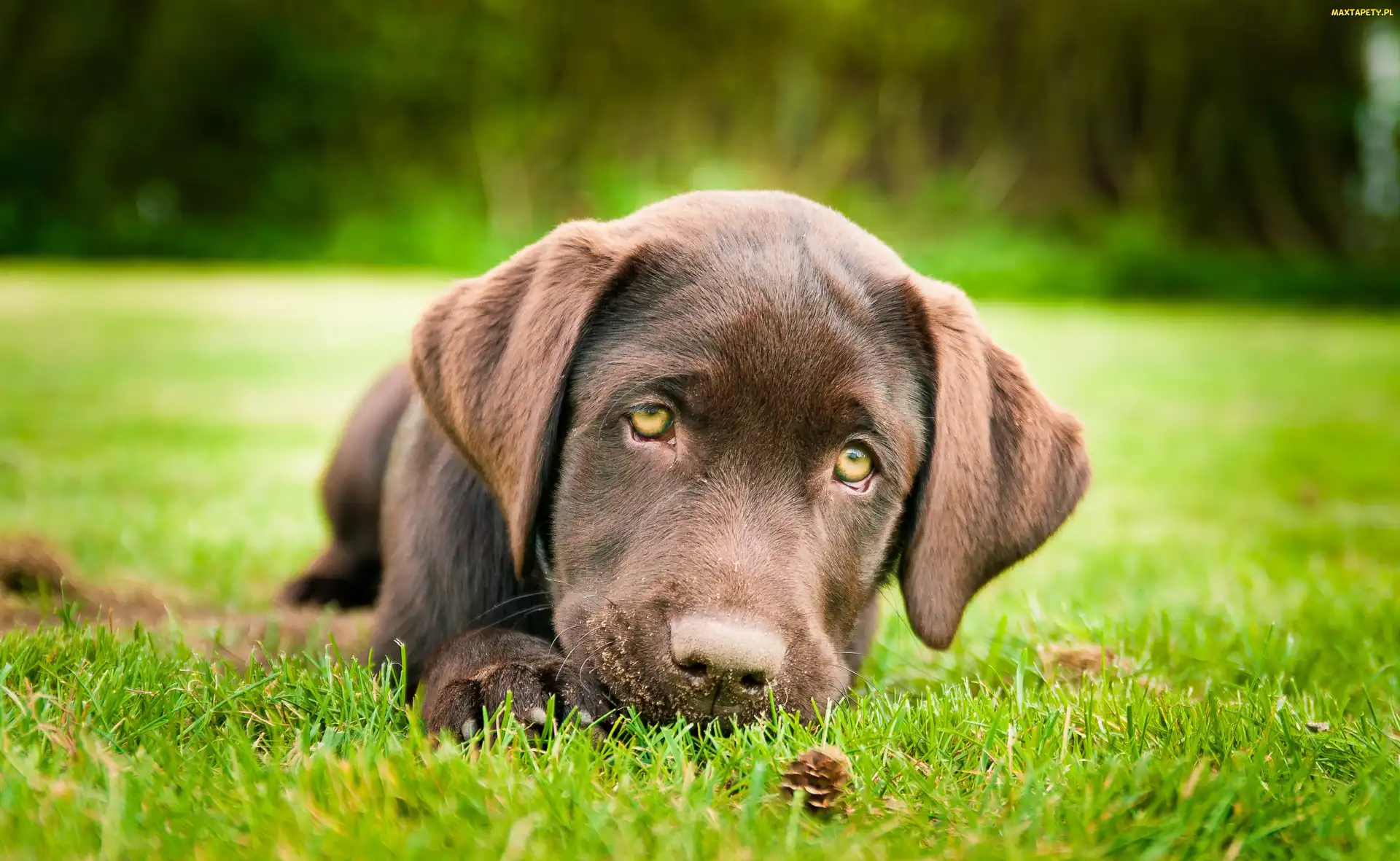 Retriever, Labrador, Smutny, Brązowy