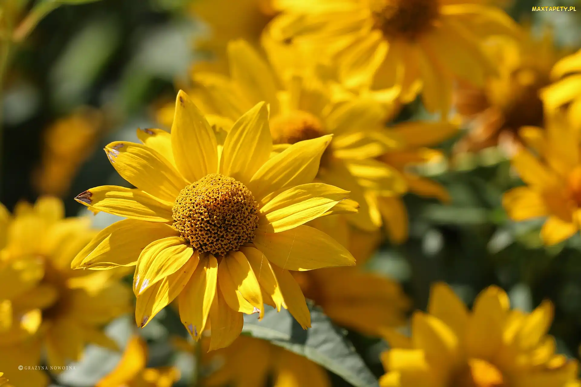 Żółty, Kwiat, Rudbekia