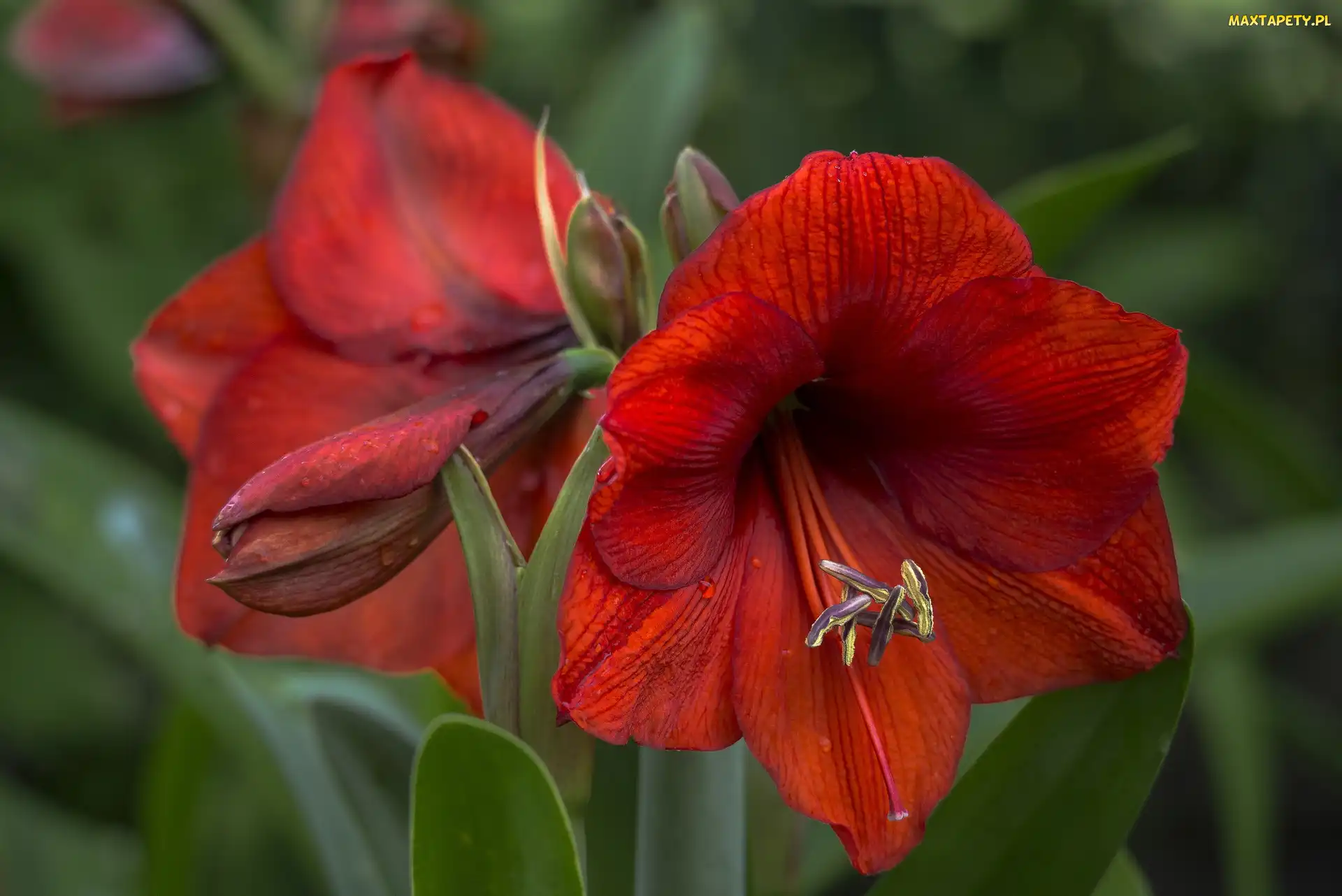 Amarylis, Gippeastrum