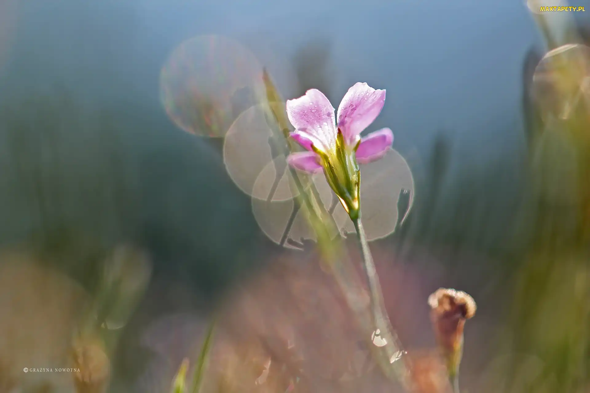 Kwiat, Bokeh, Różowy
