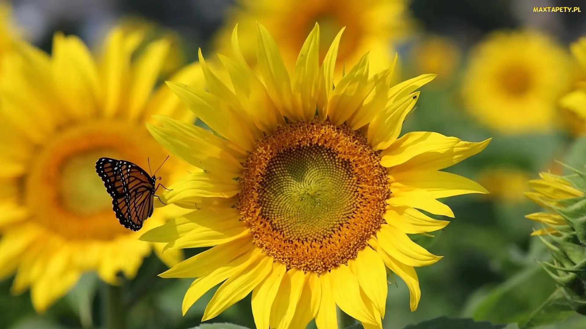 Słonecznik, Motyl