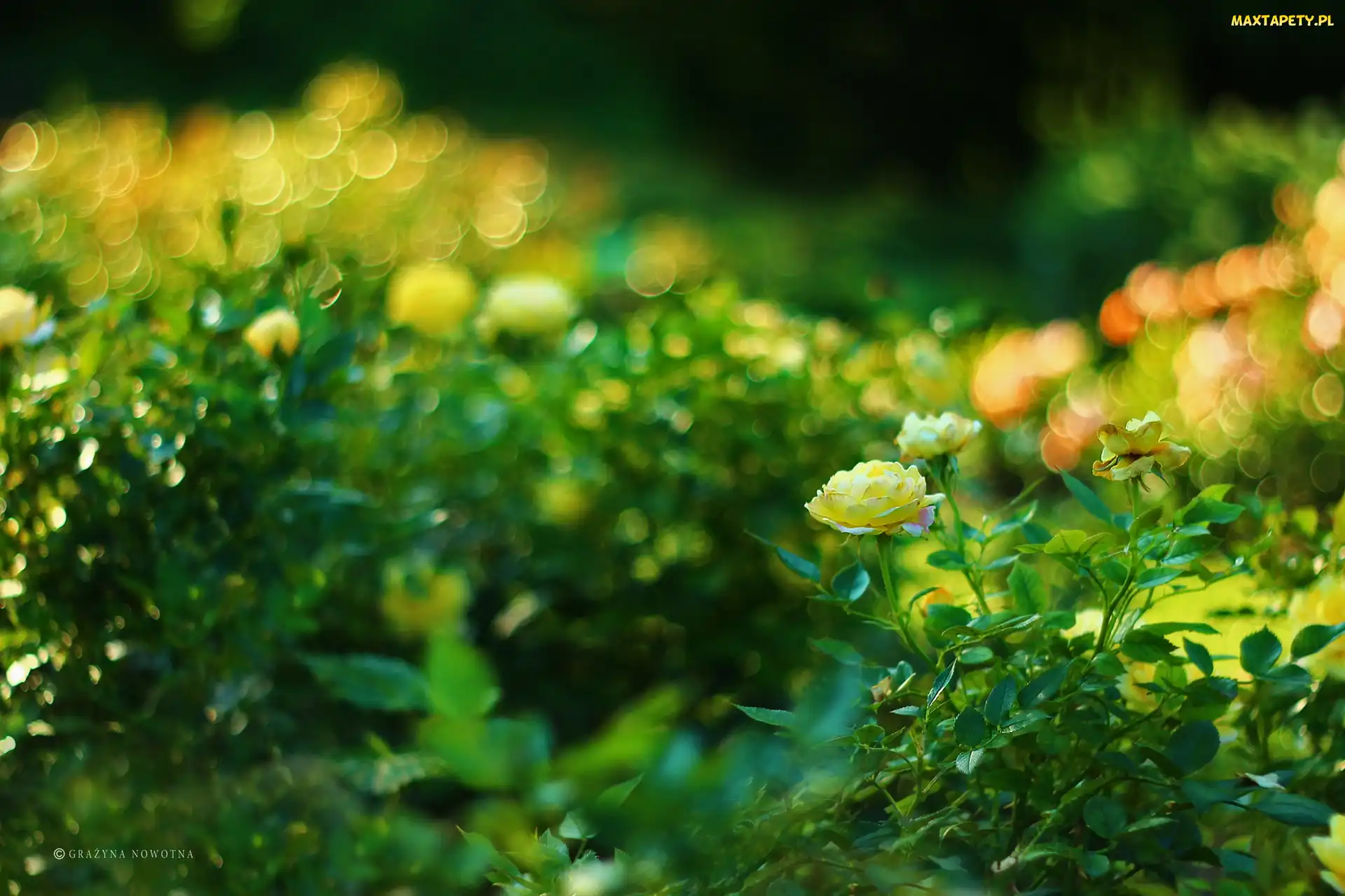 Bokeh, Kwiaty, Żółte, Róże