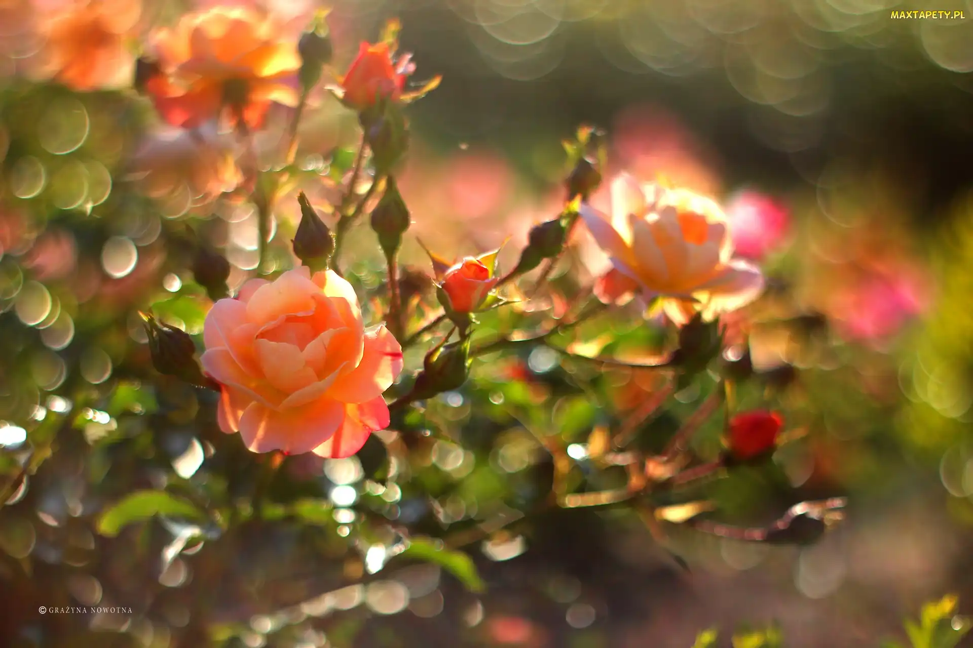 Bokeh, Kwiaty, Róże, Herbaciane
