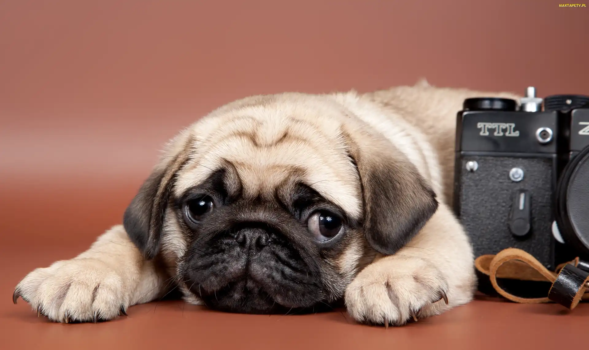 Mops, Aparat, Pies