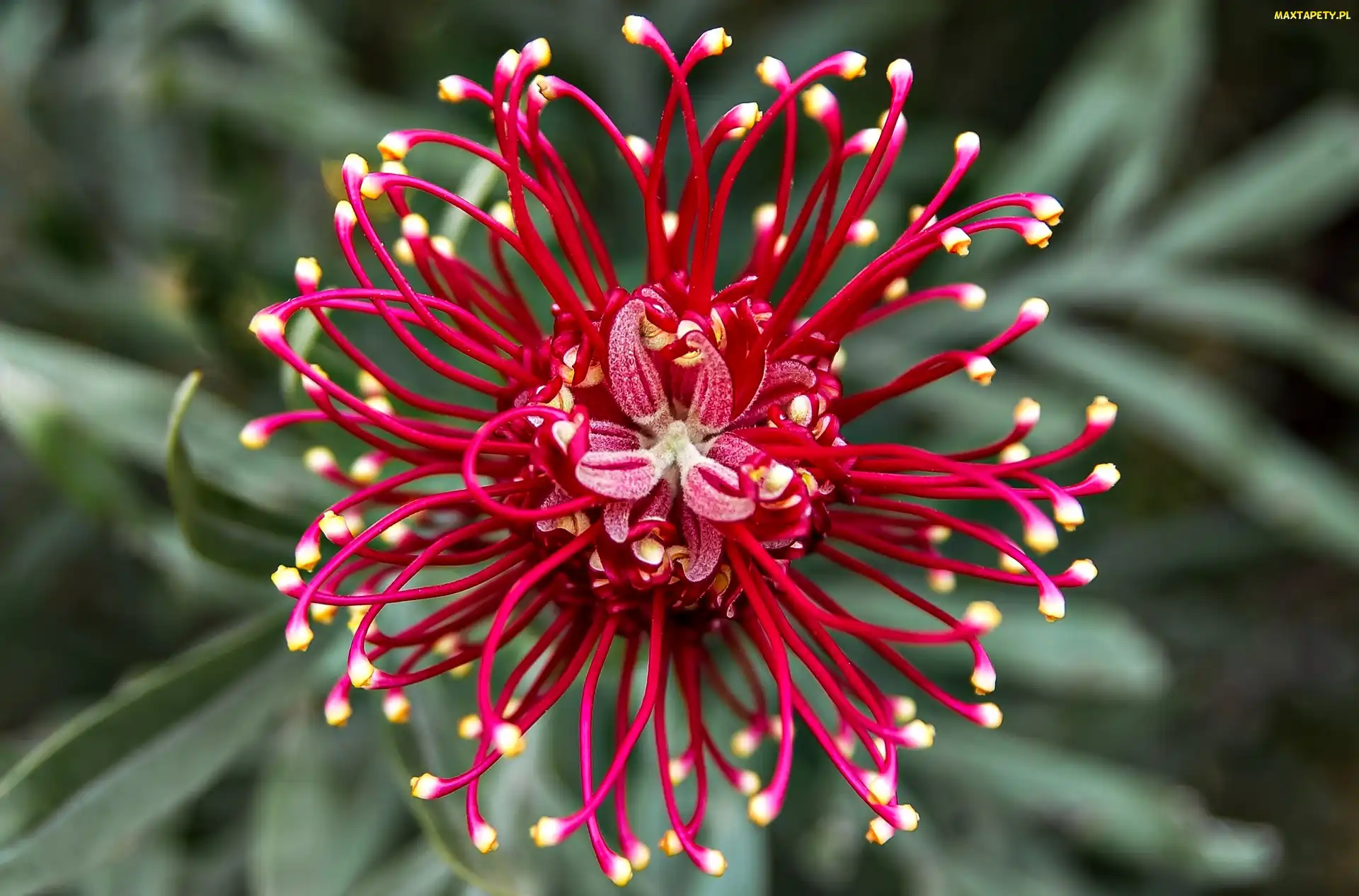 Makro, Kwiat, Grevillea, Australijski